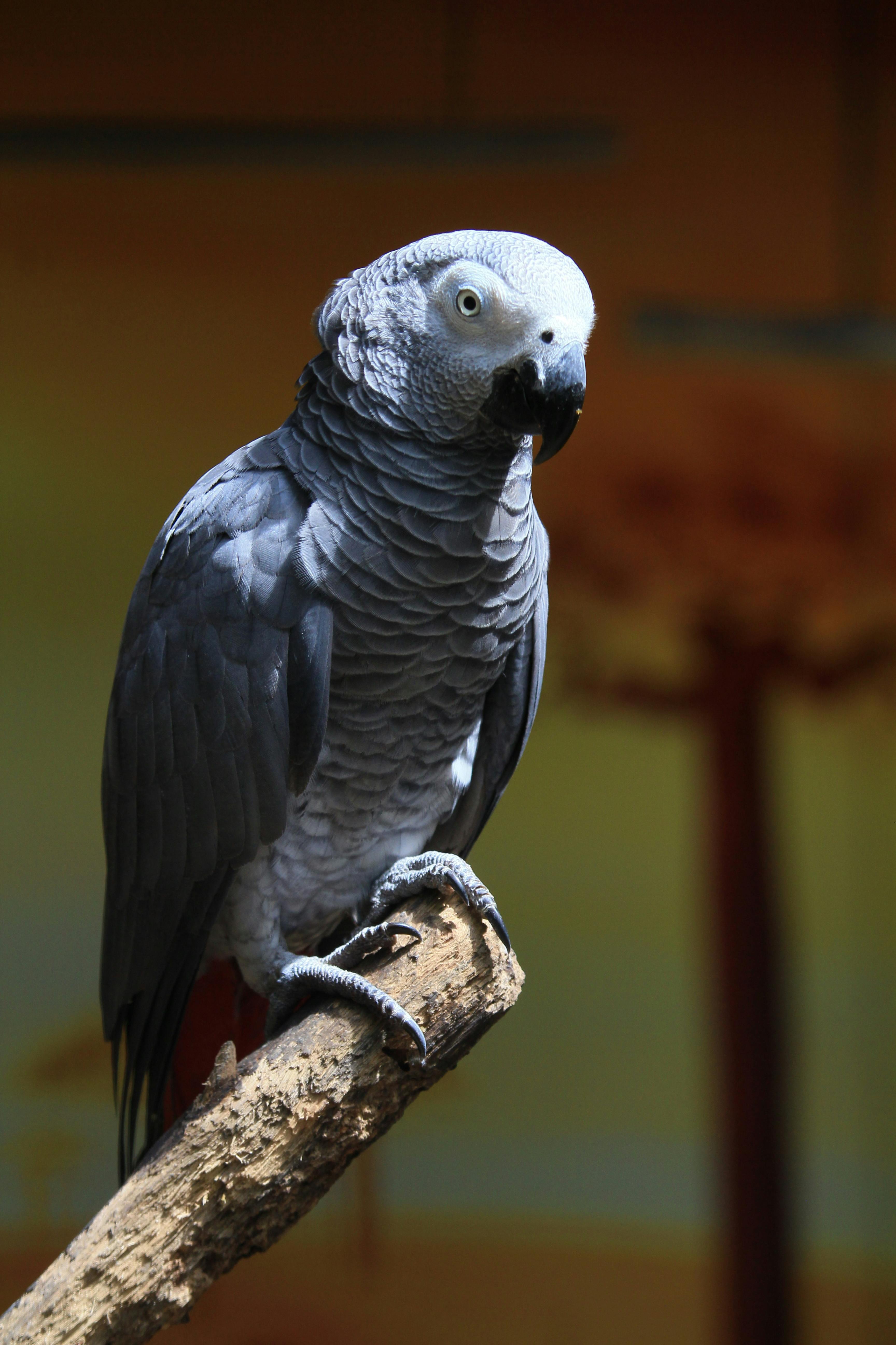 African Parrot