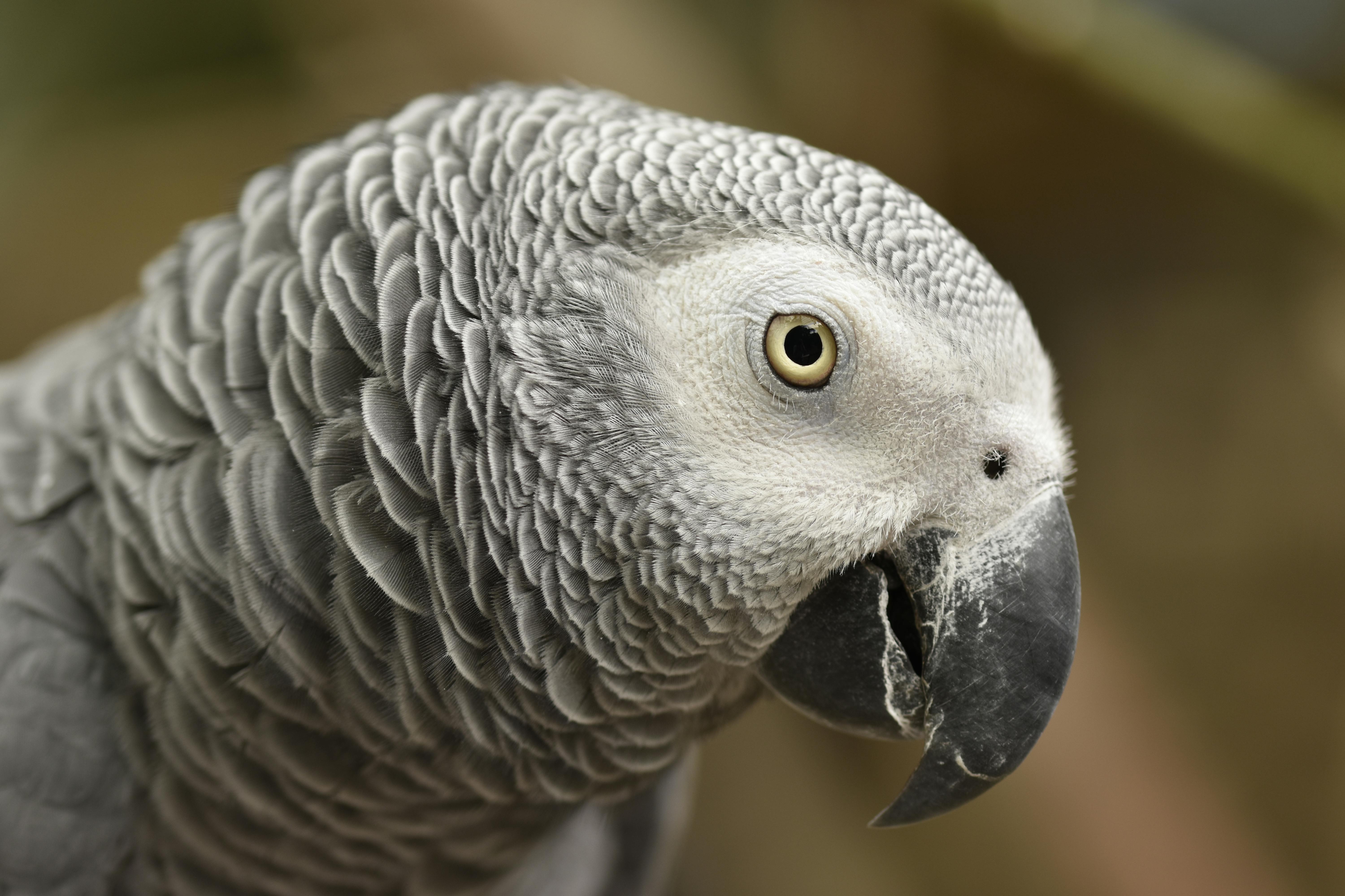 African Grey Training