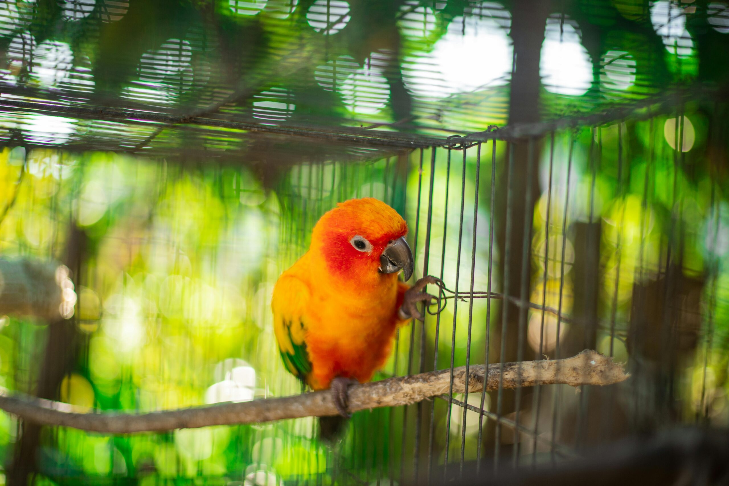 How to Properly Care for Your Conure Parrot in 2025: Essential Tips for New Owners