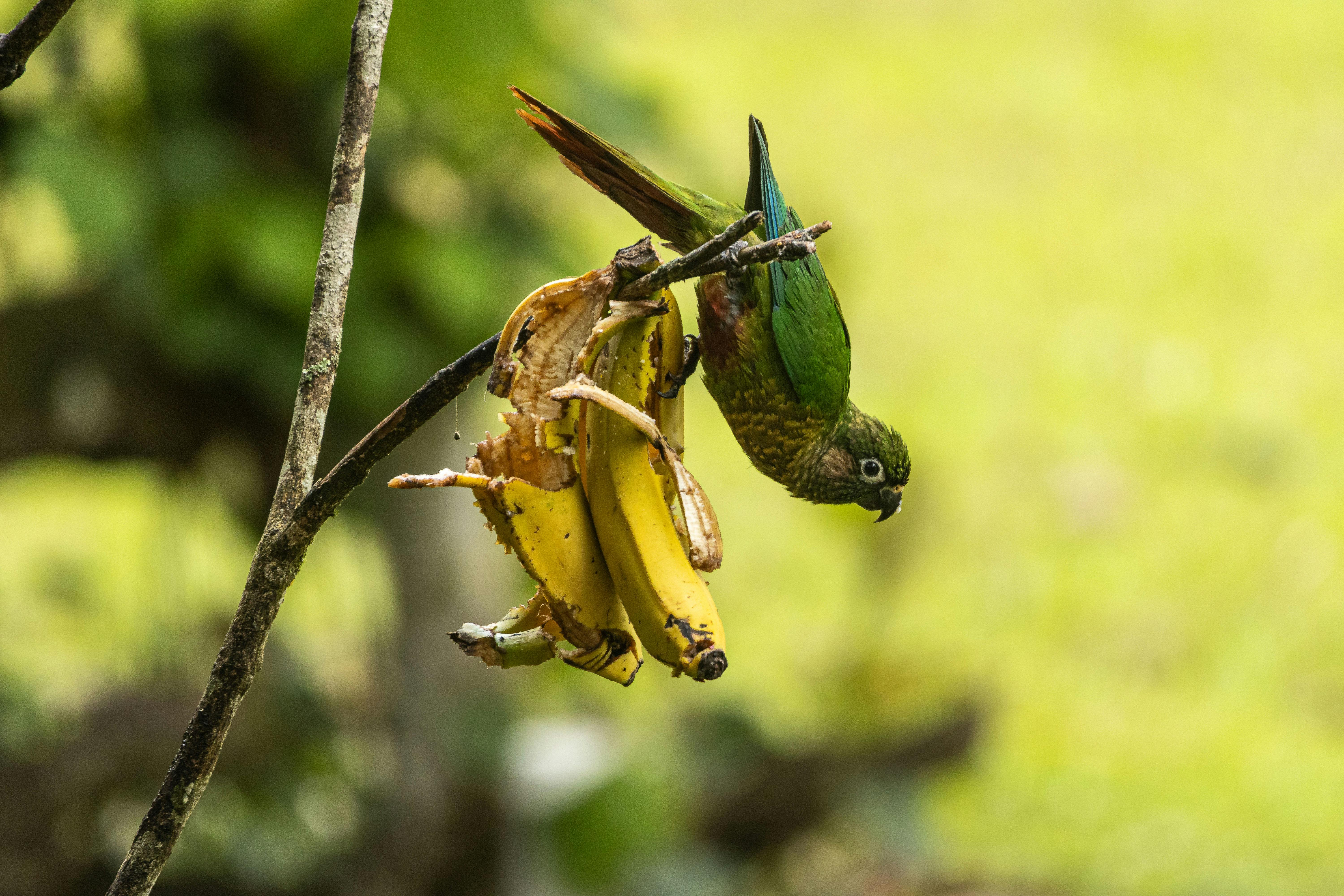 Cute Conure Parrot