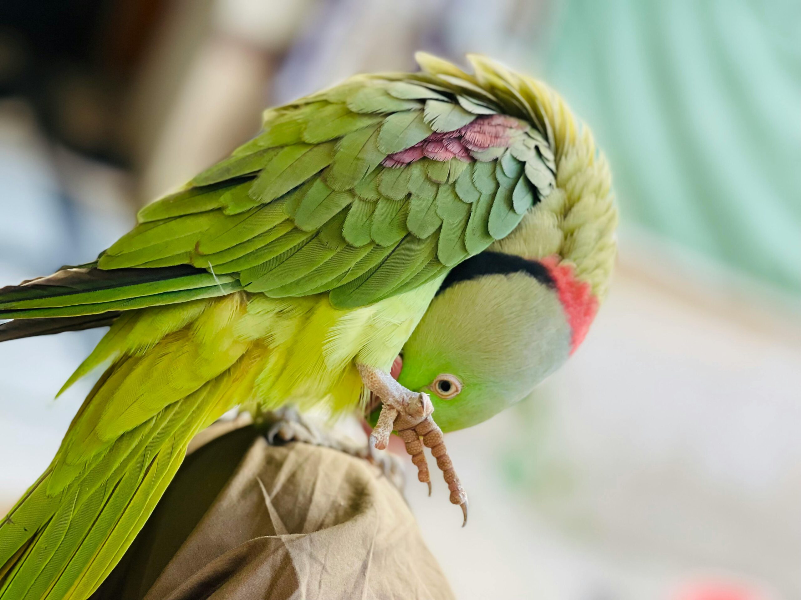 Smart Ways to Enhance Your Ring Neck Parrot’s Well-Being in 2025