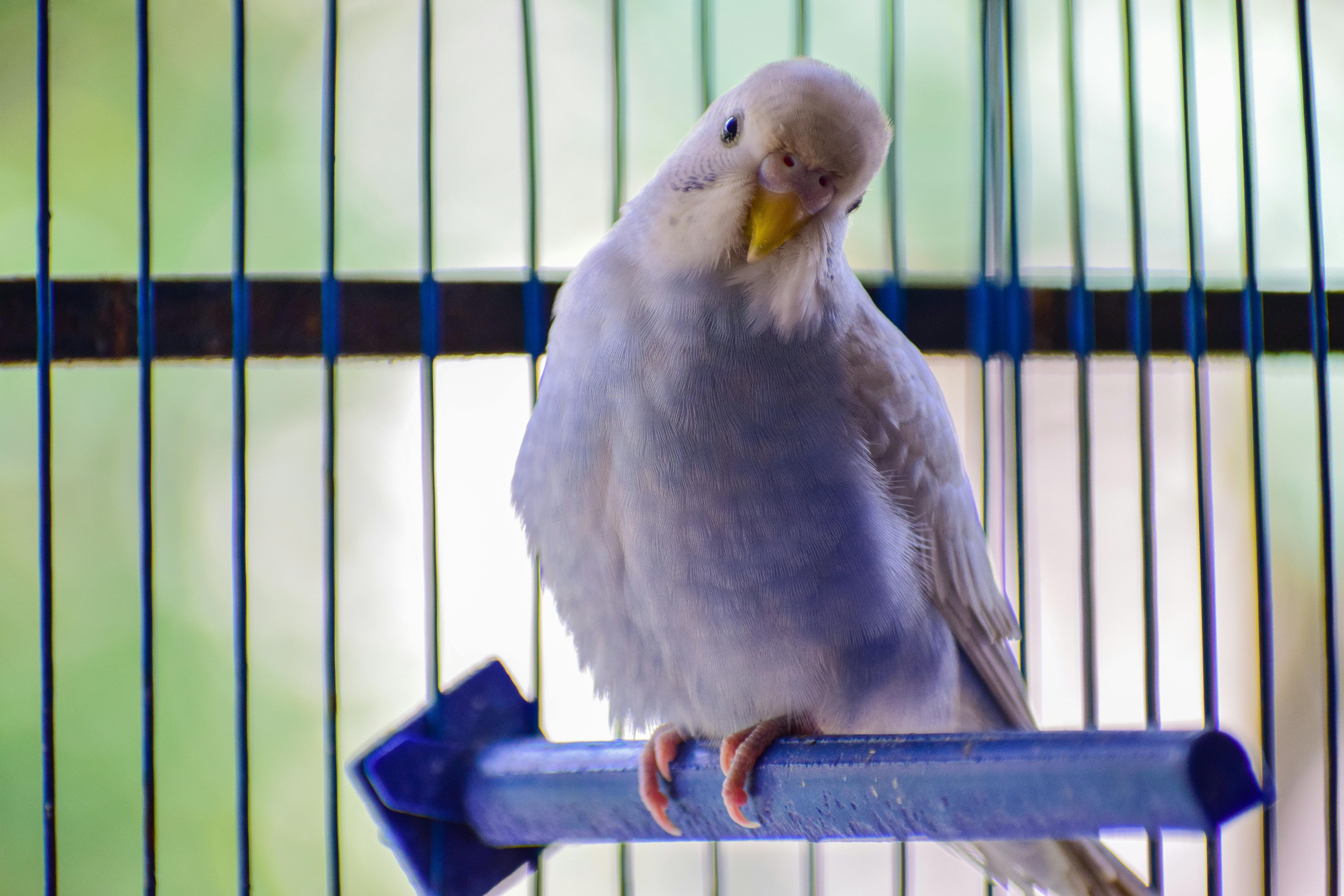 Understanding parrot costs