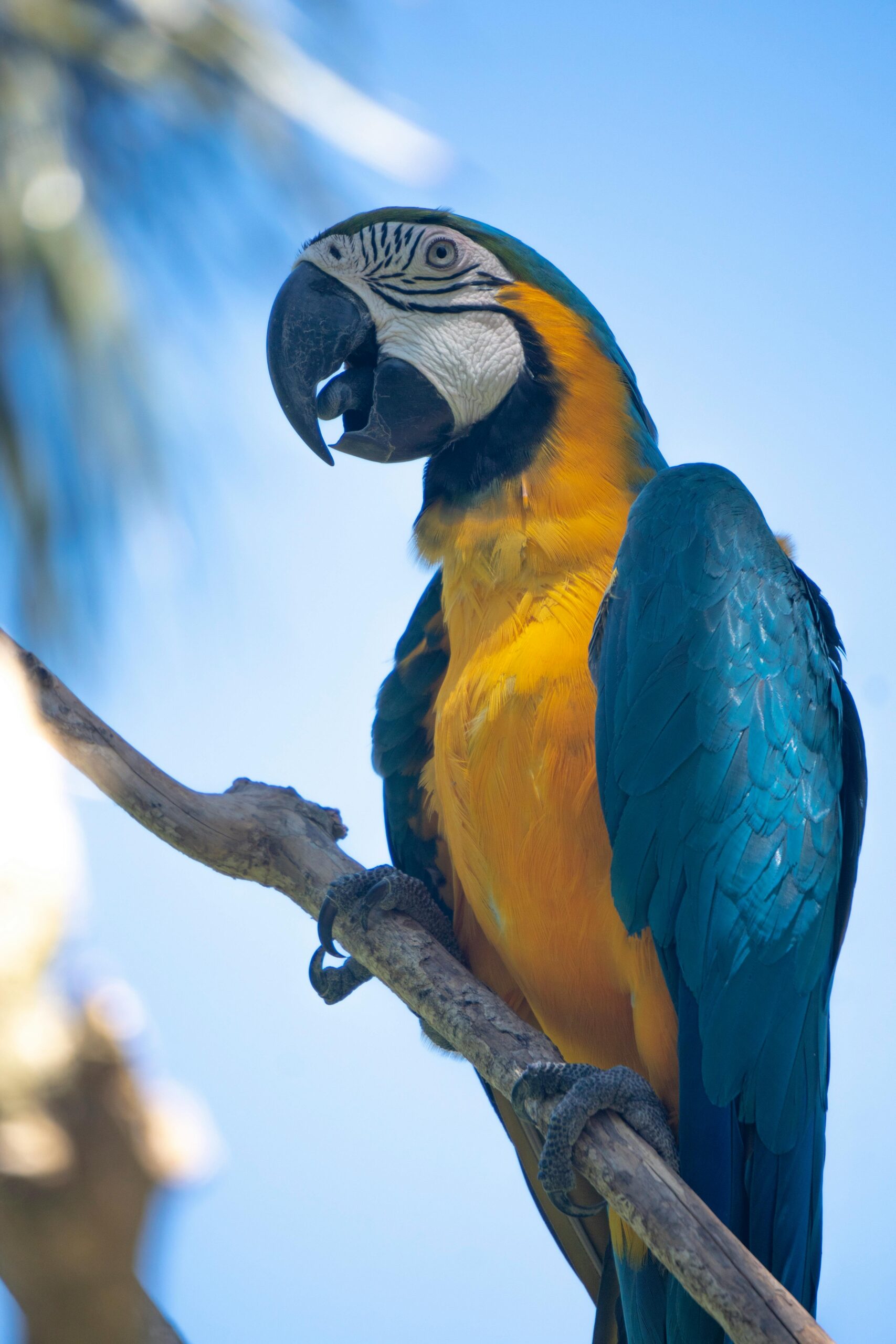 Top 7 Ways to Care for Your Pet Parrot in 2025: Essential Tips for Happy Birds