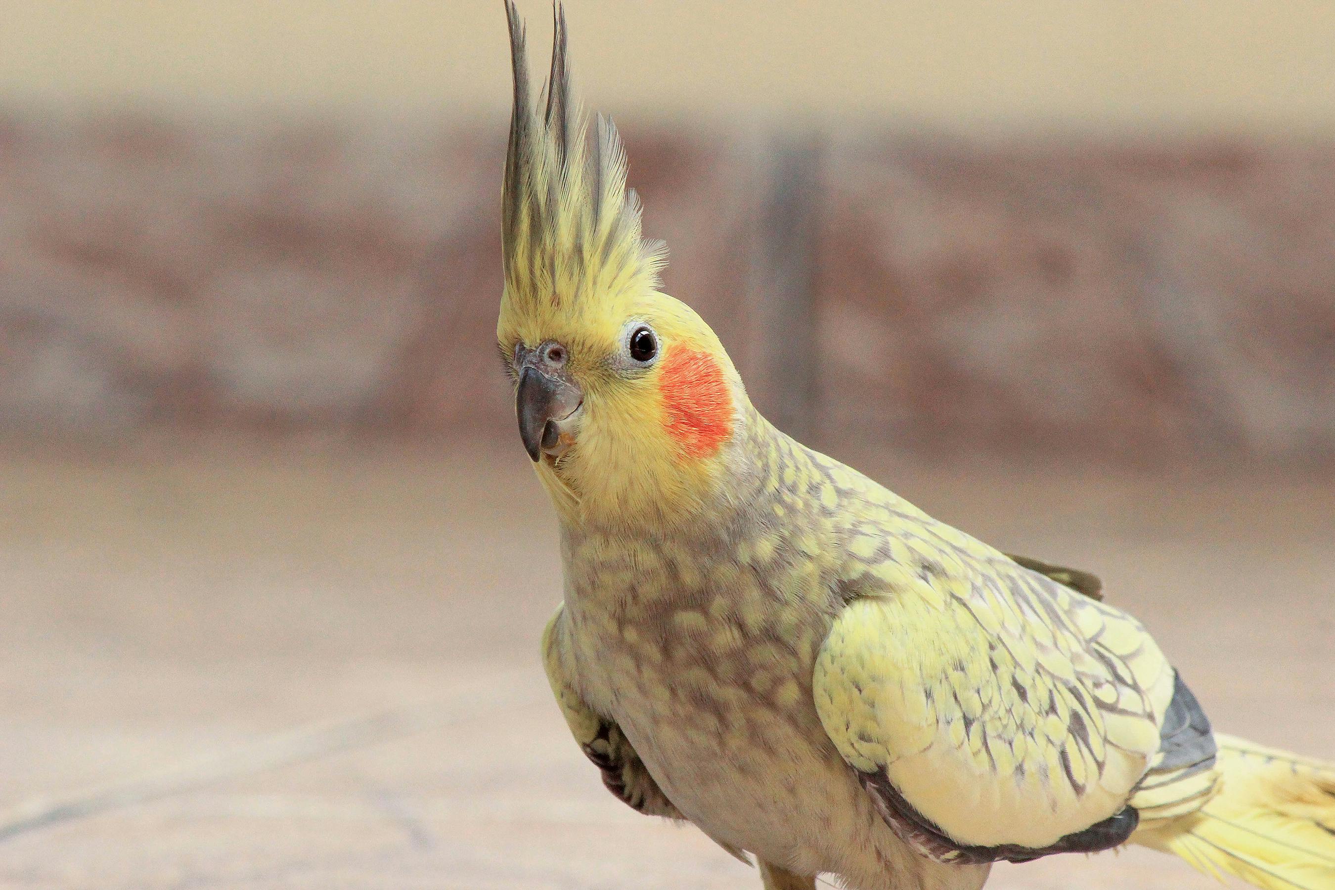 Caring for a Pet Parrot