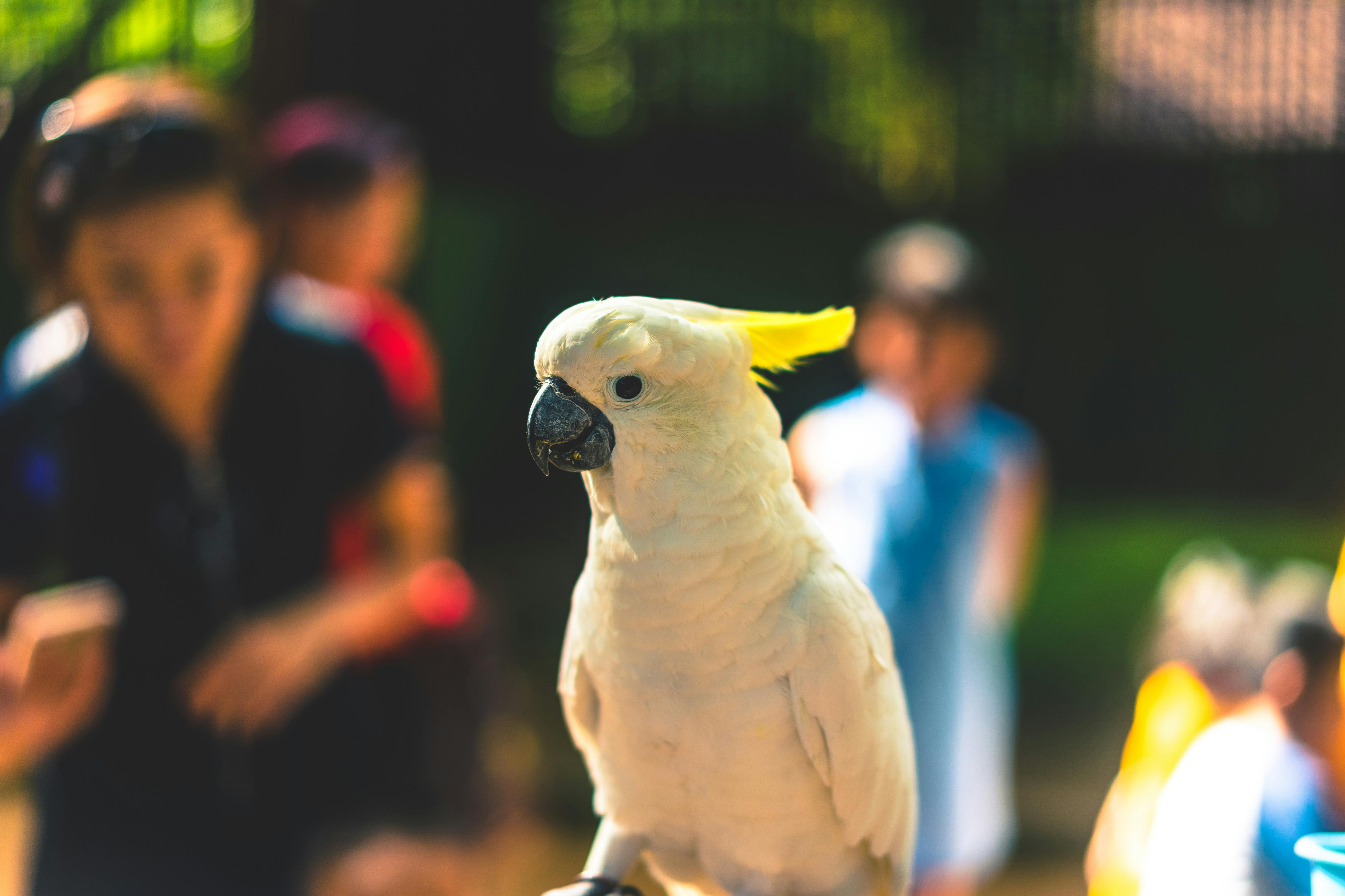 Parrot Habitat