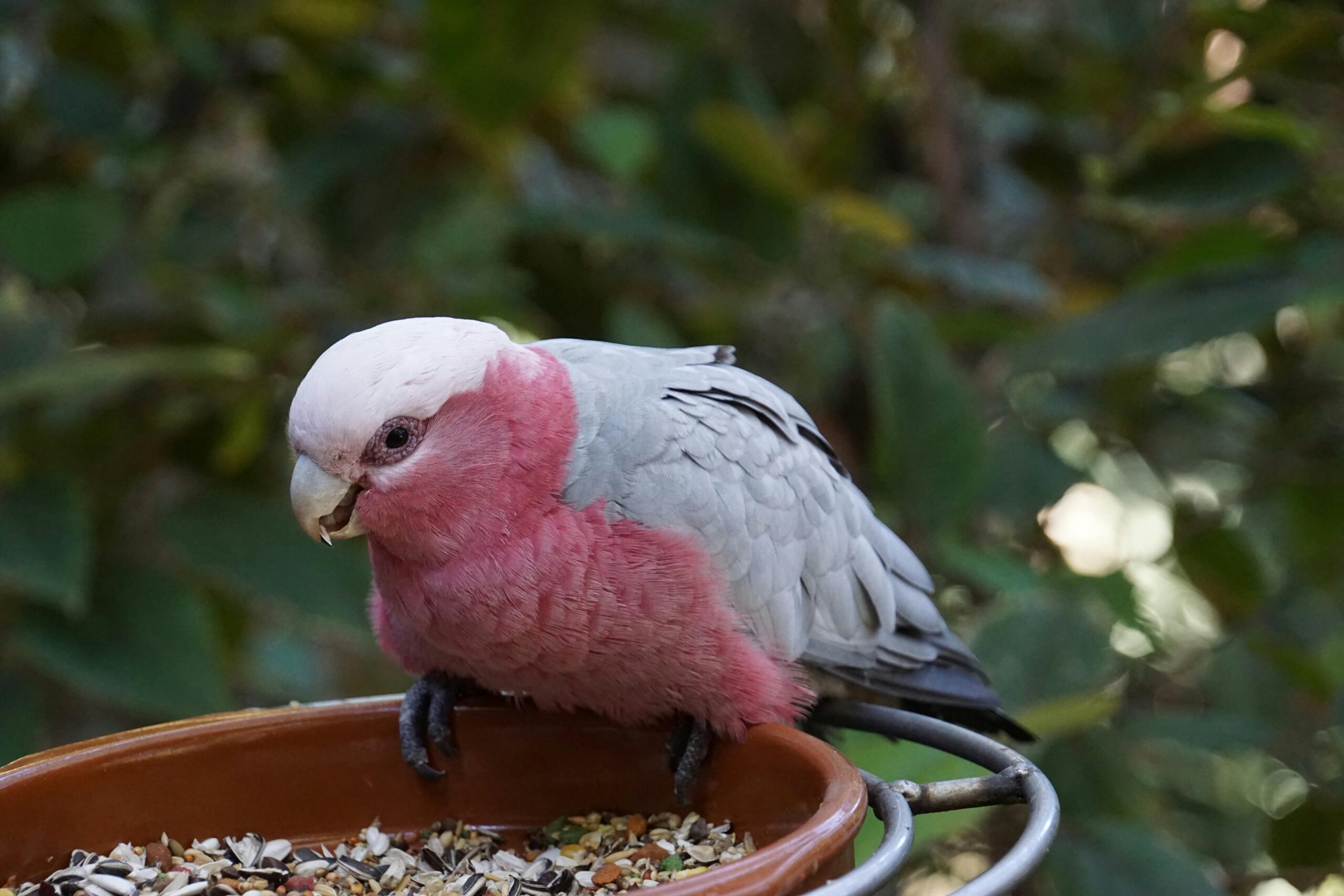 Smart Ways to Improve Your Parrot’s Lifespan in 2025: Essential Tips for Long-Term Care