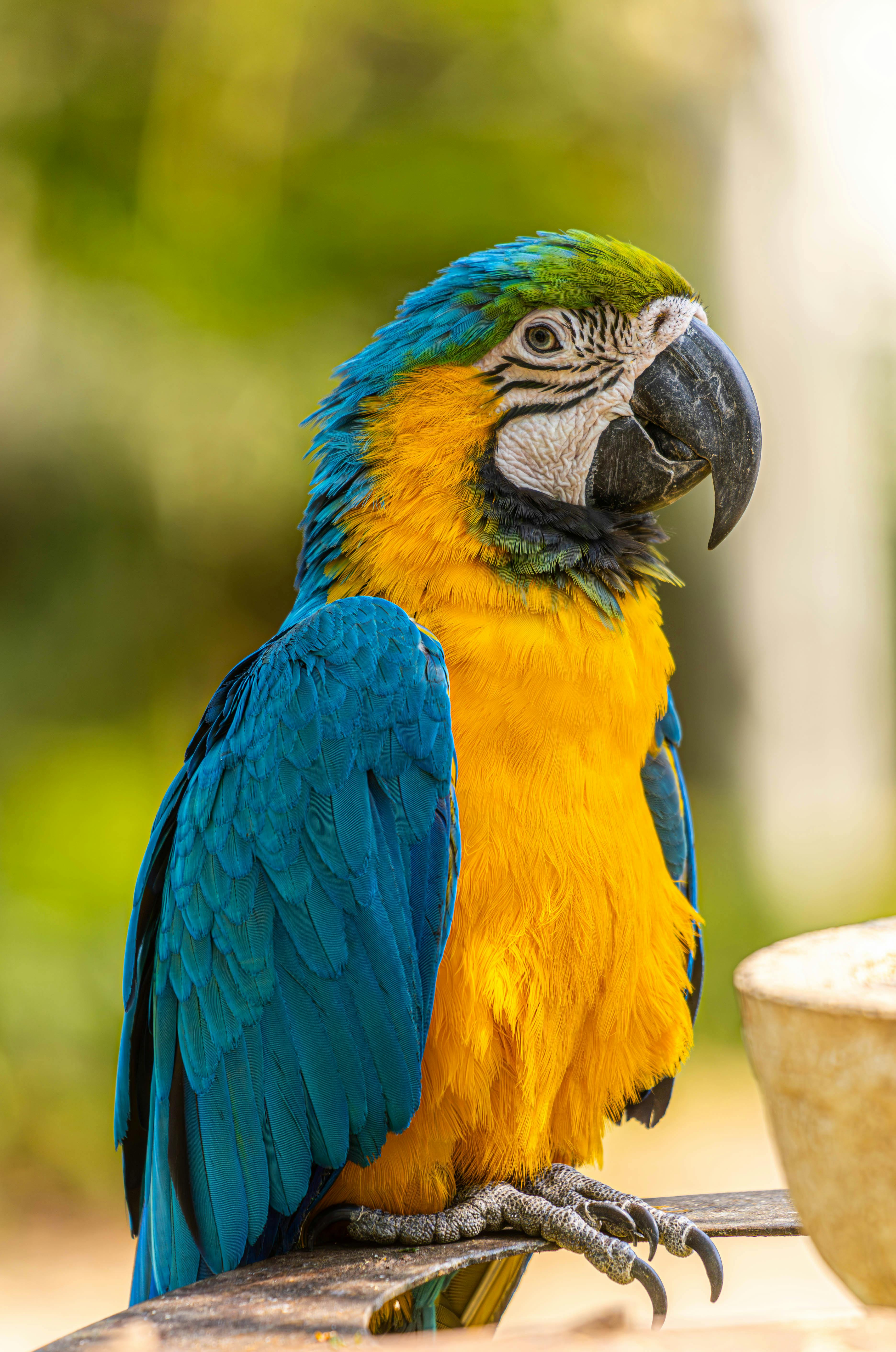 Understanding Parrot Lifespan