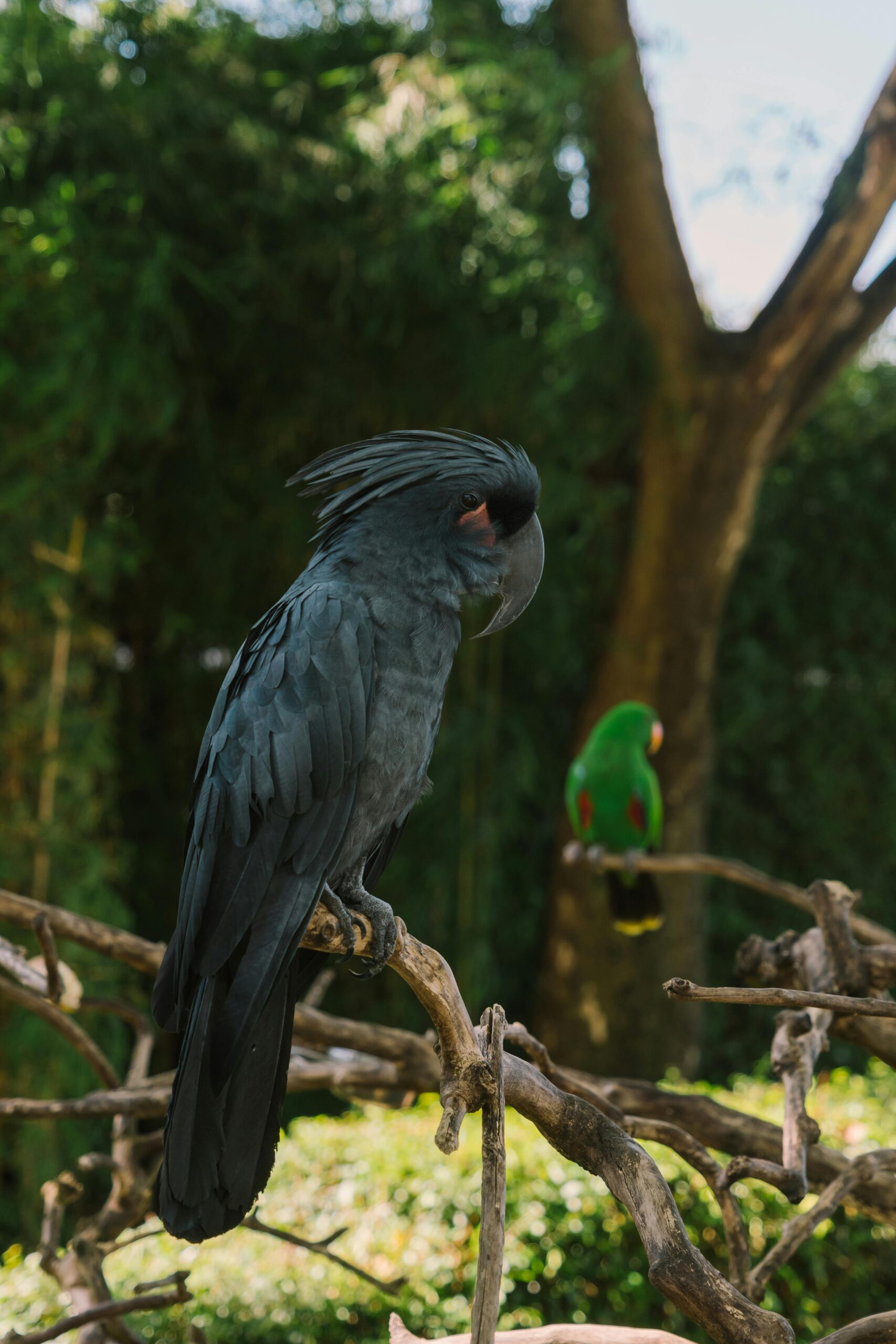 Smart Ways to Care for Your Black Parrot in 2025: Discover Effective Tips and Tricks