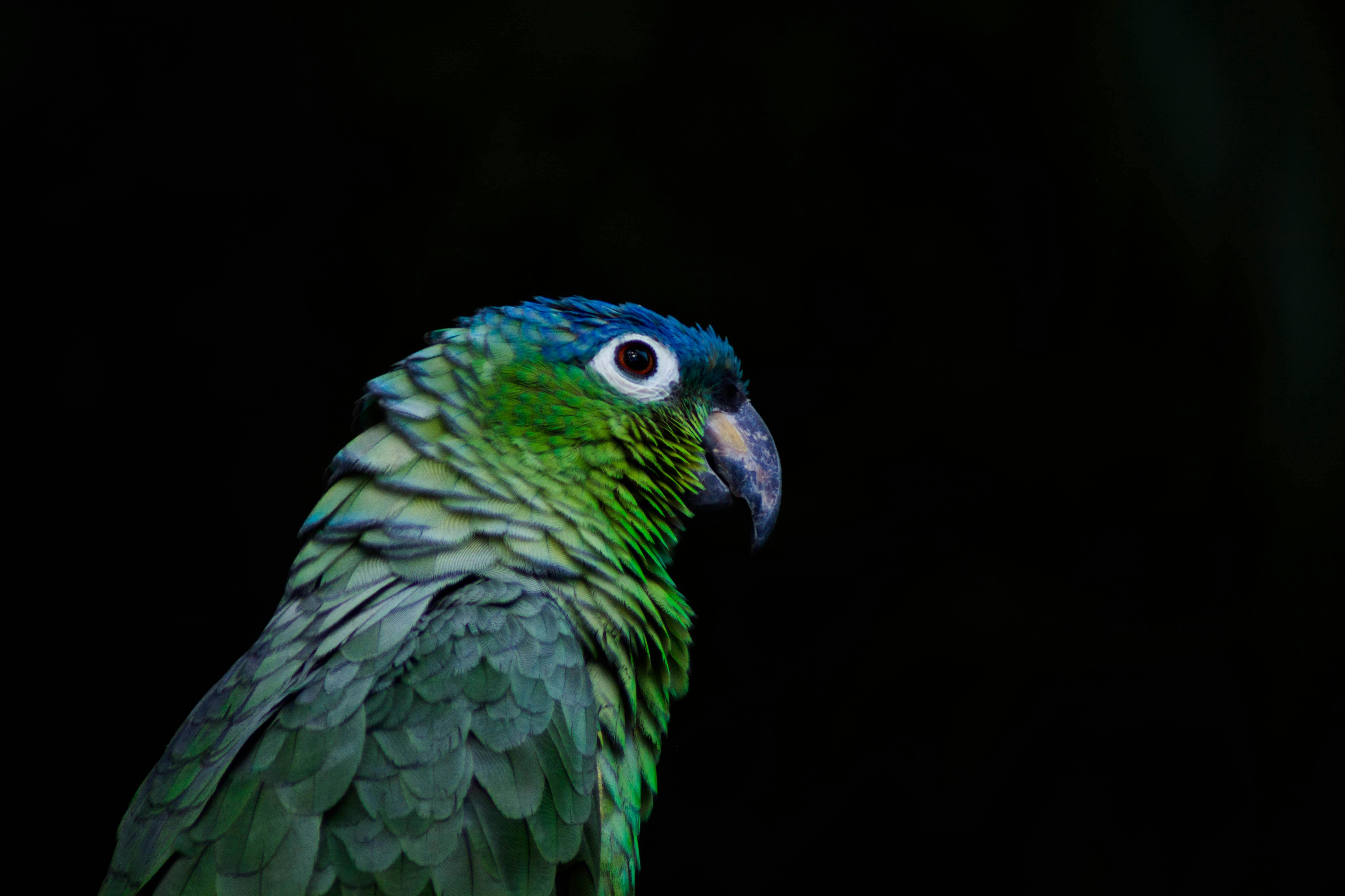 Alex the Parrot Playing