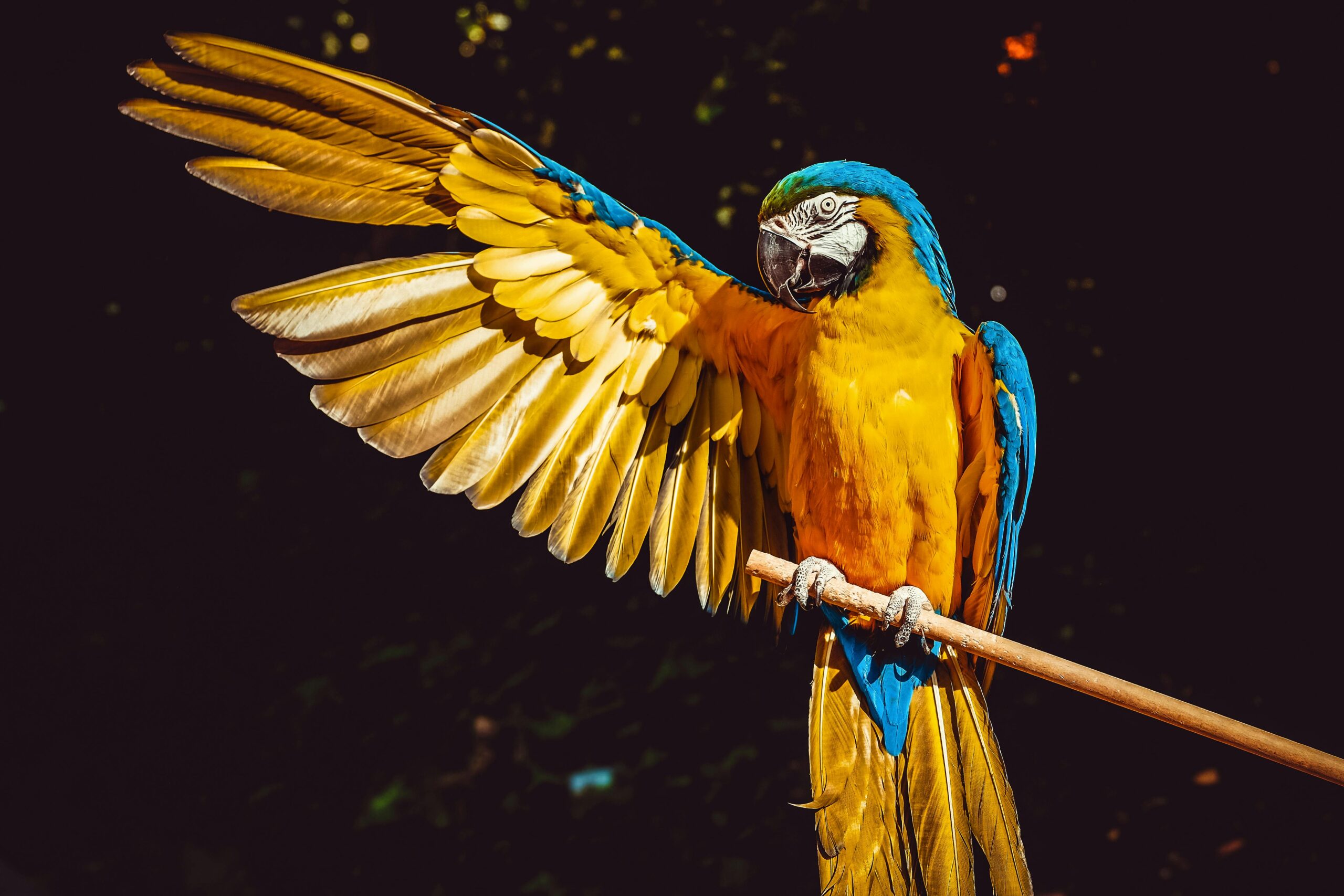 Top 5 Effective Ways to Care for Your Blue Macaw Parrot in 2025