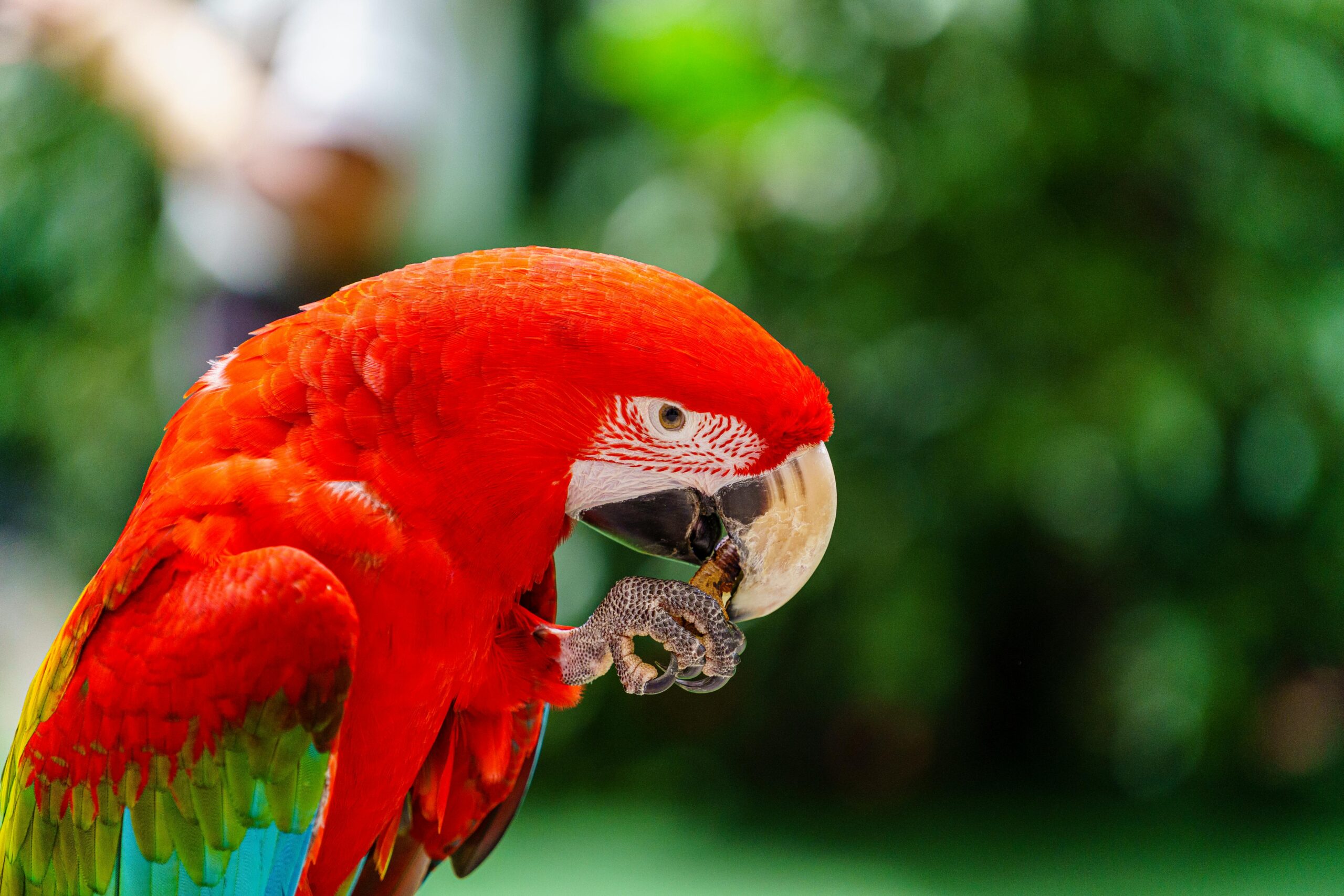 Effective Ways to Experience Parrot Jungle Miami in 2025: Discover Nature’s Beauty!