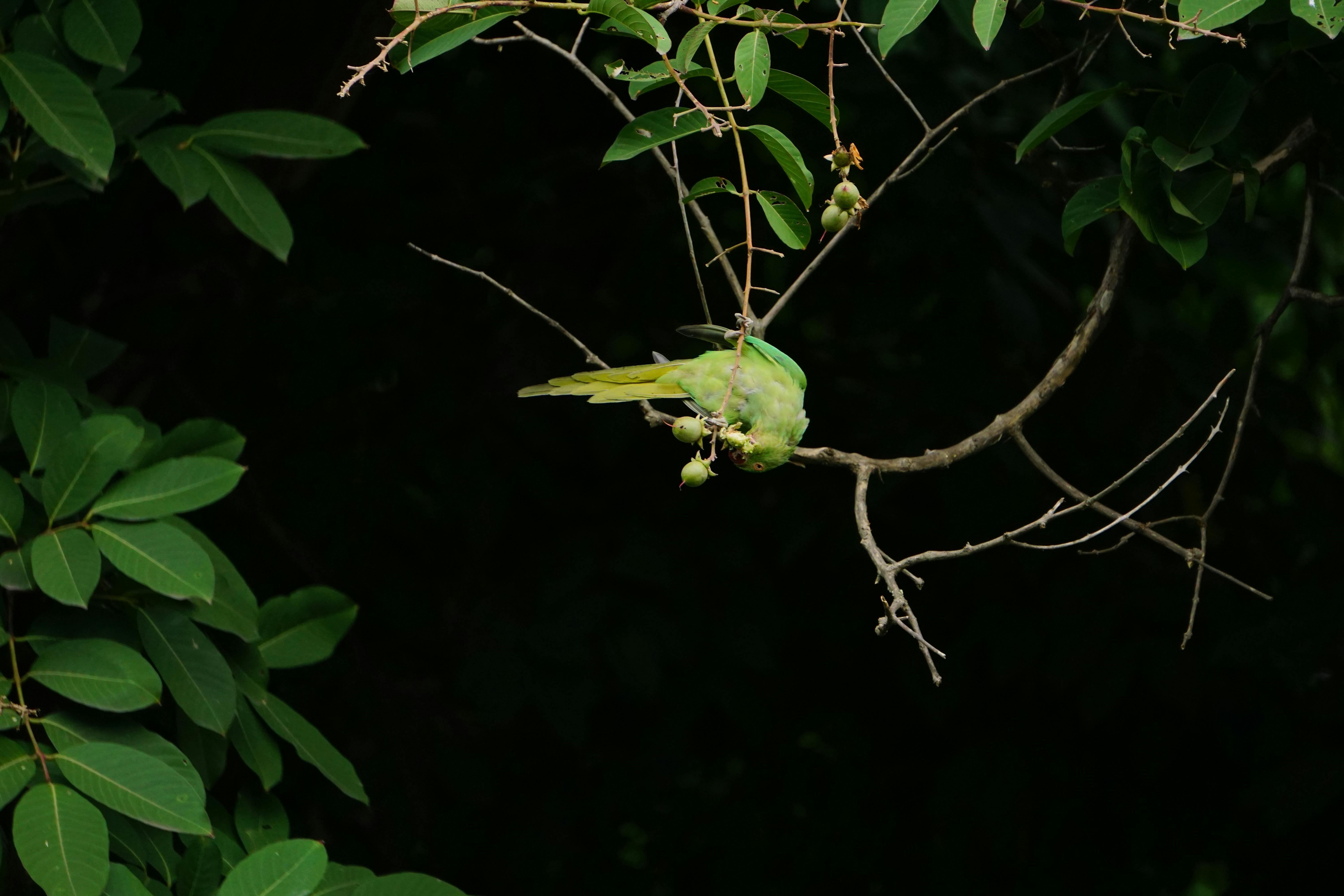 Bird Watching in Parrot Jungle Miami