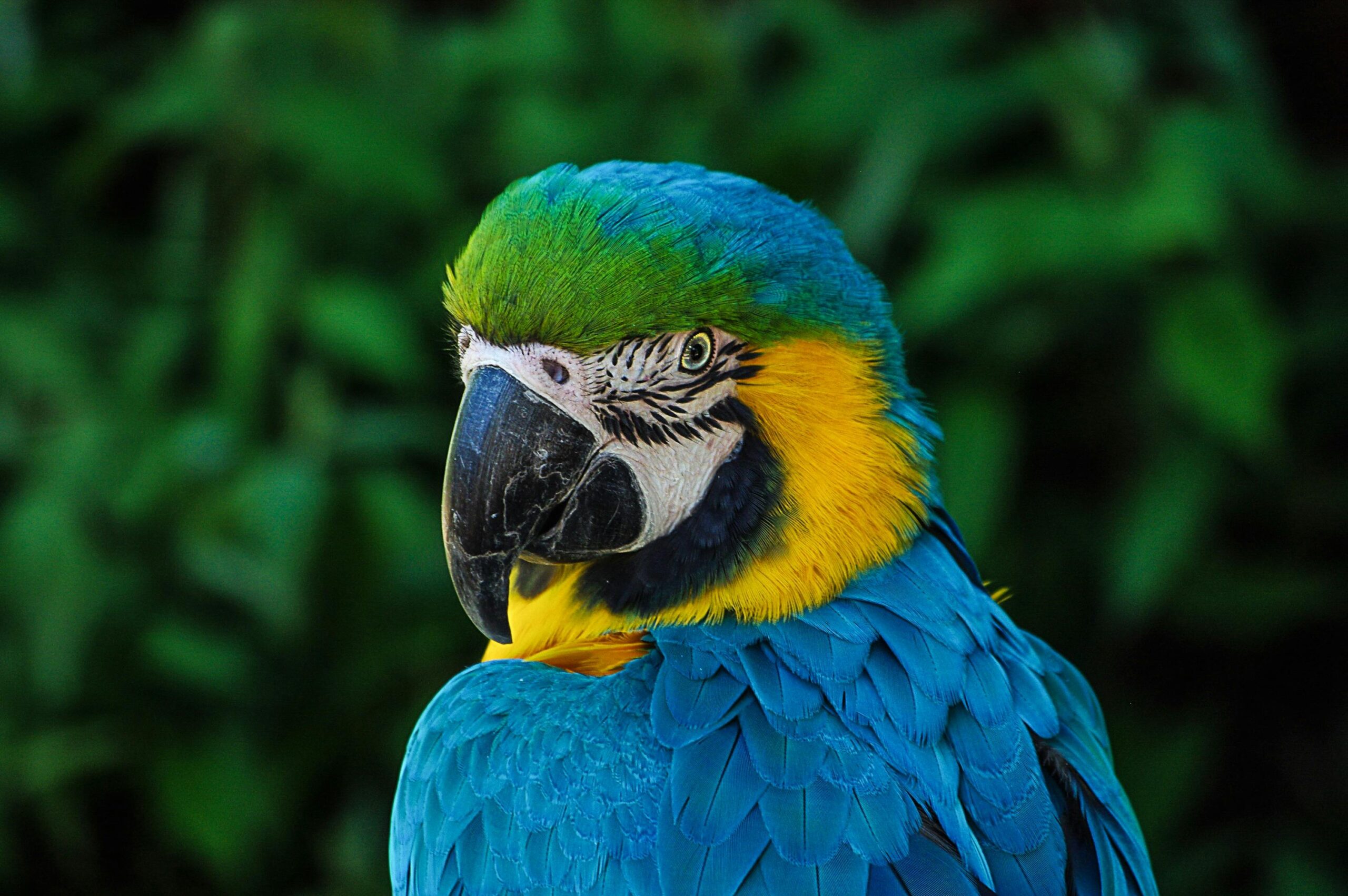 Practical Guide to Caring for Your Blue Parrot Bird in 2025