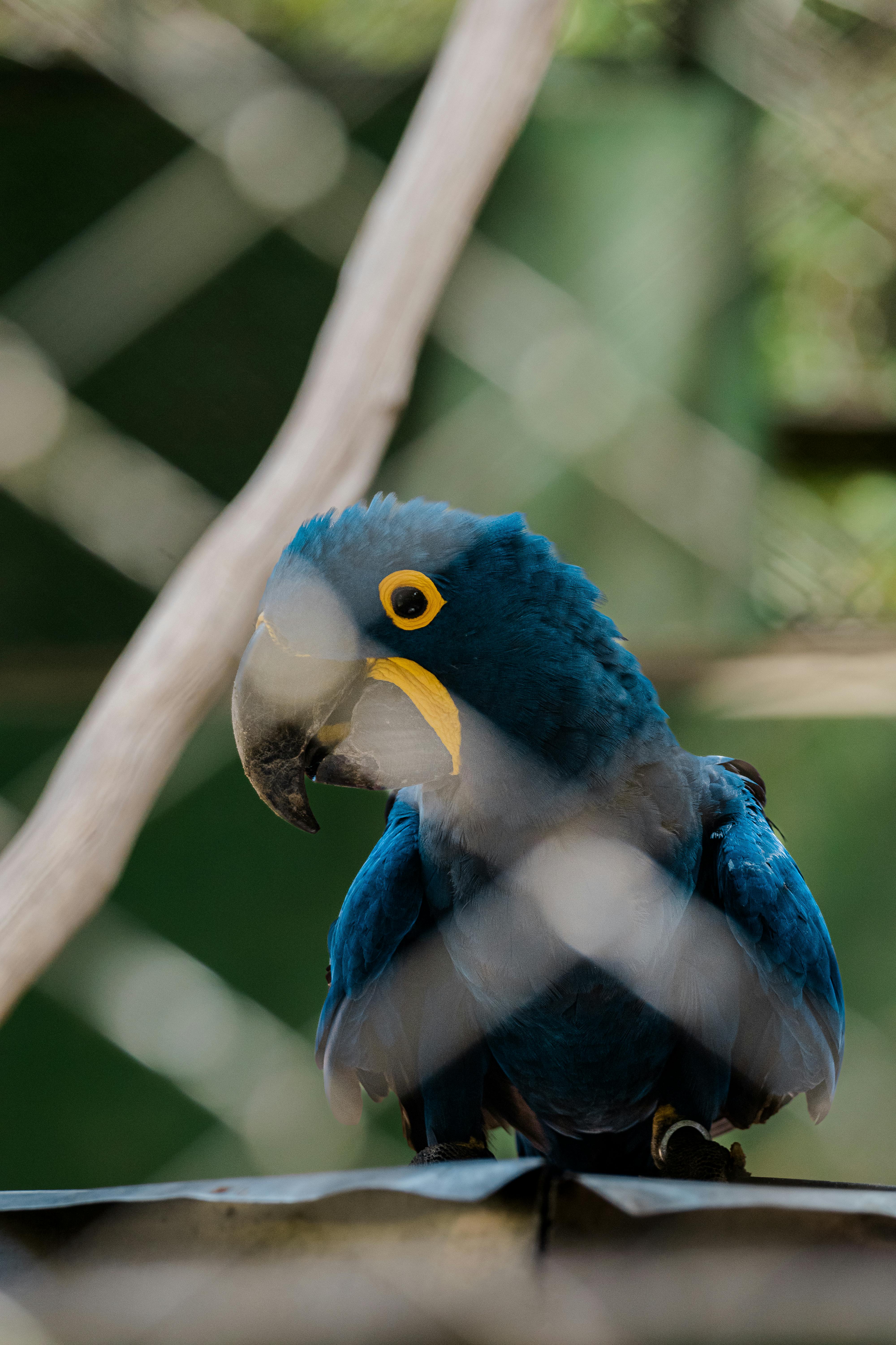 Blue Parrot Bird