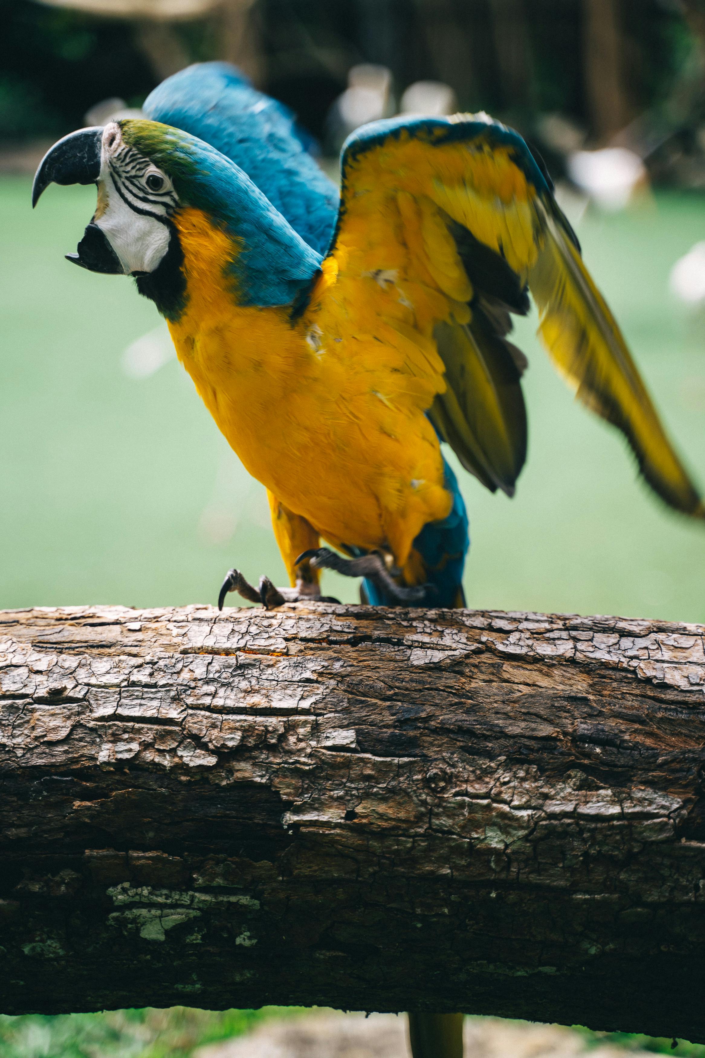 Blue Parrot Bird in Habitat