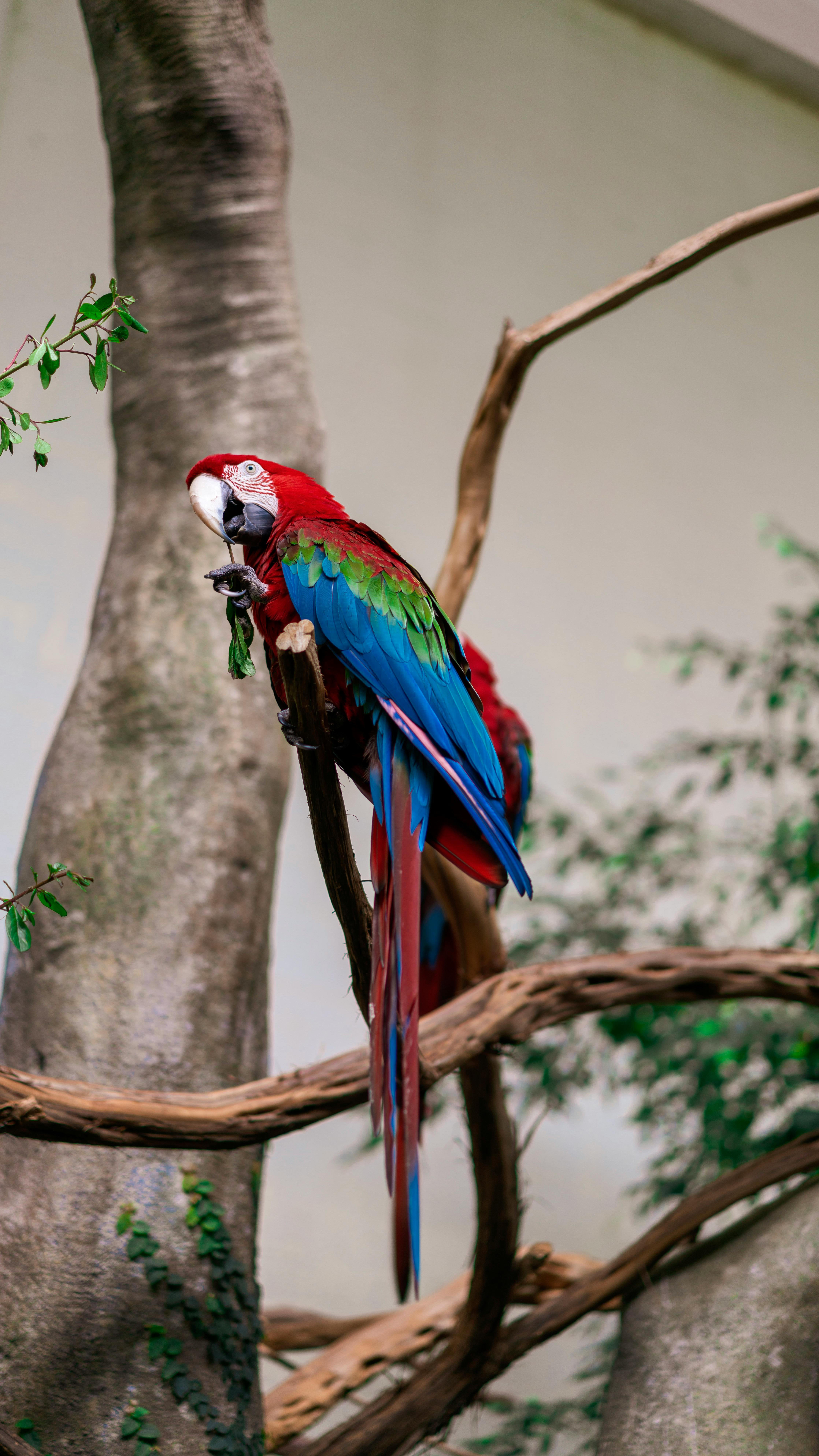 Beautiful Red Parrot Fish