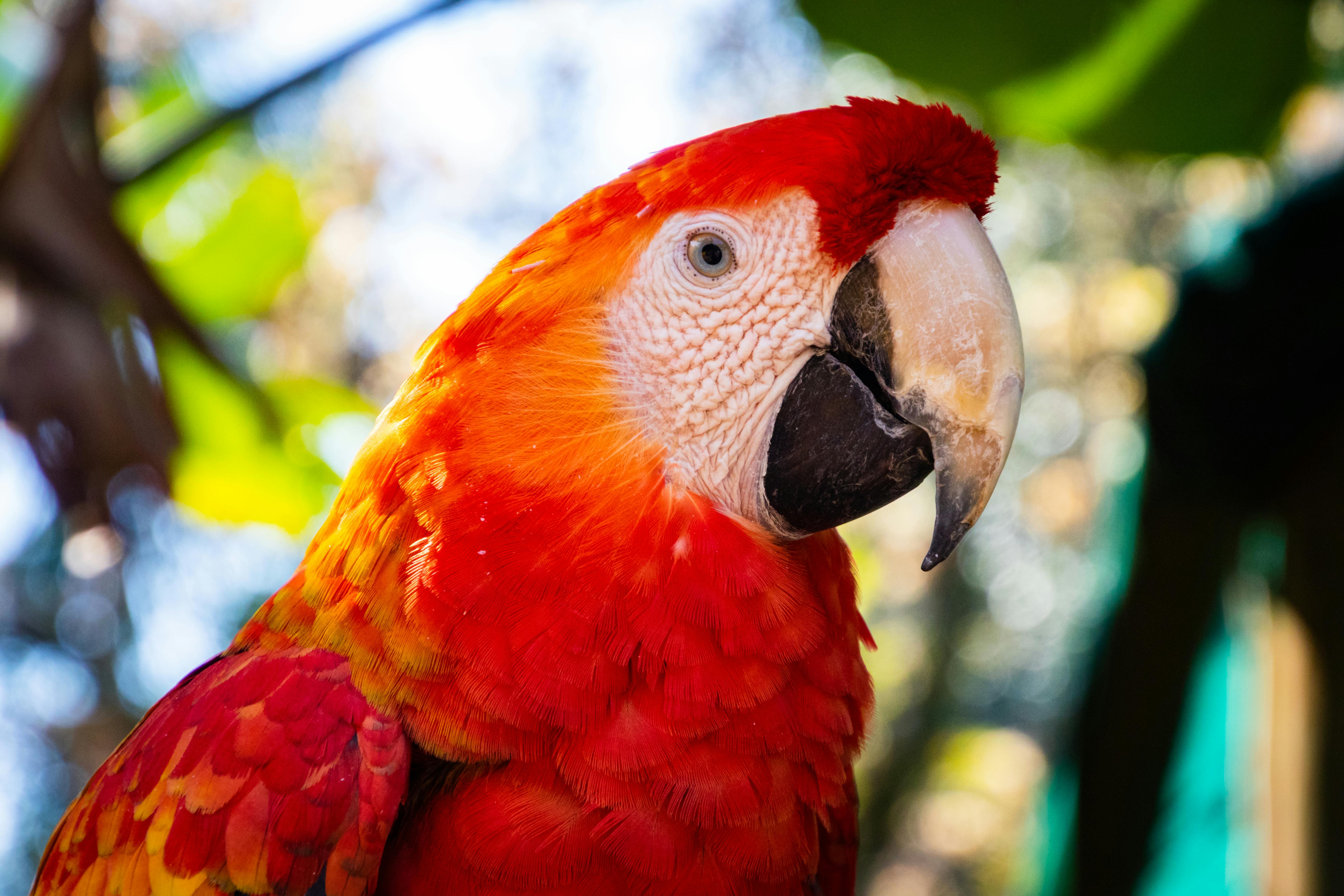 Vibrant Red Parrot Fish