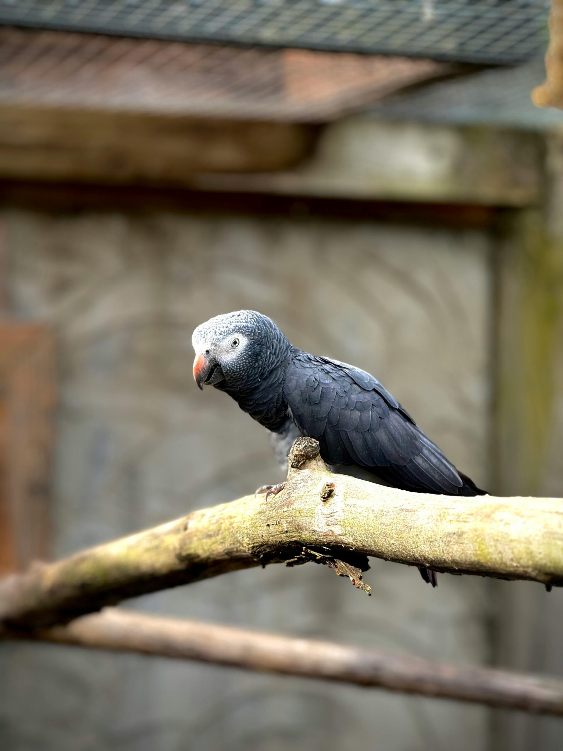 Best 5 Ways to Care for Your Grey African Parrot in 2025: Essential Tips and Proven Methods