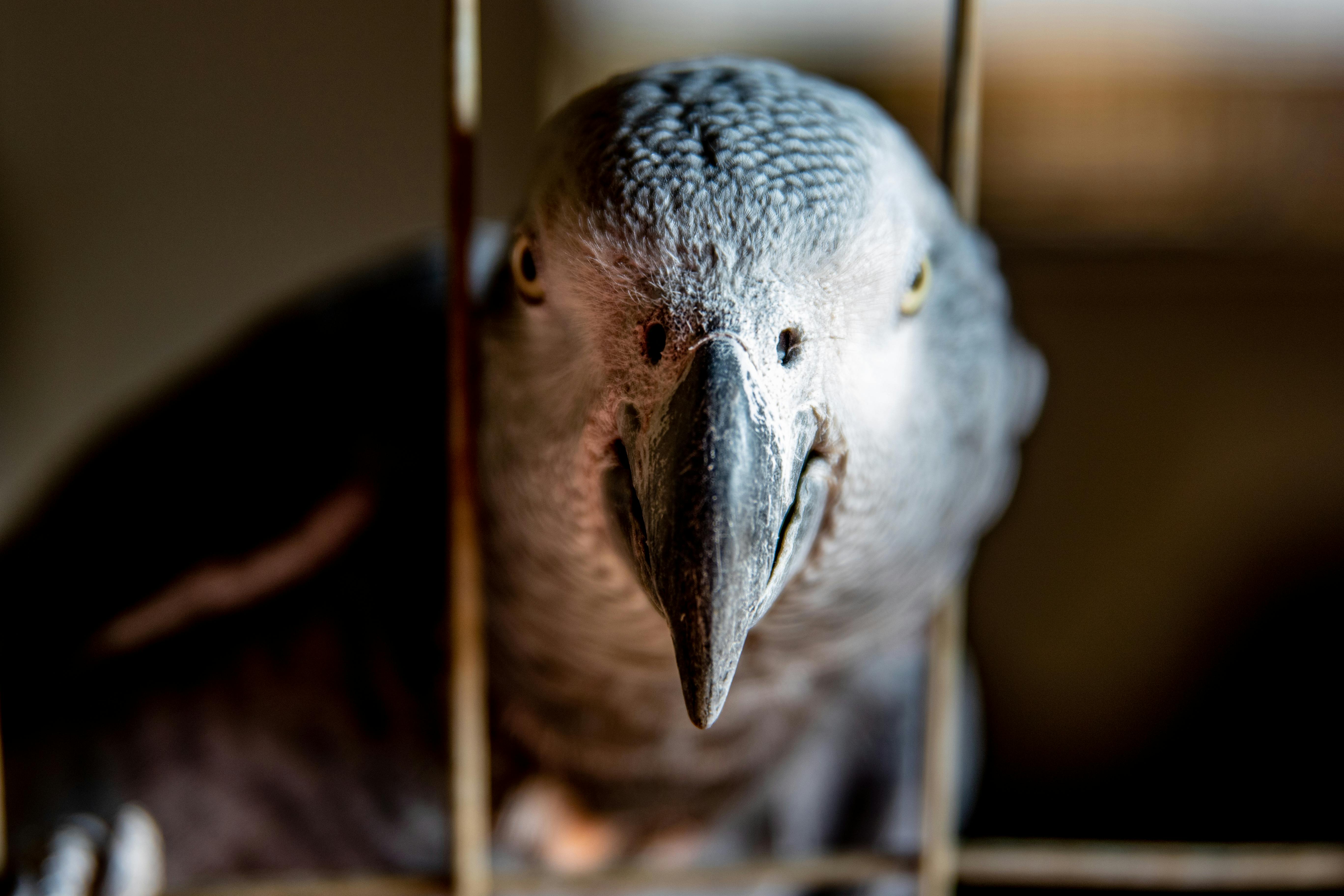 Grey African Parrot