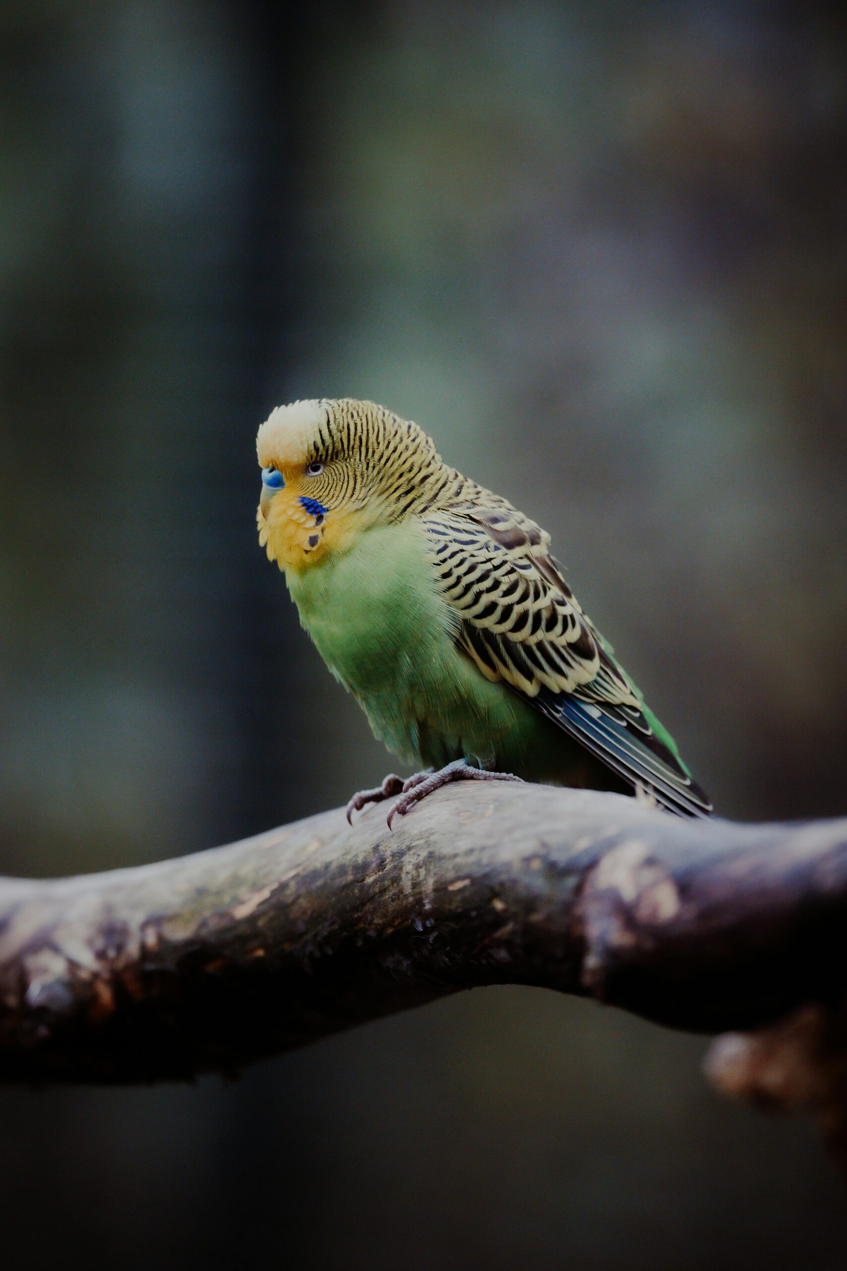 Effective Ways to Care for Your Green Quaker Parrot in 2025: Learn More