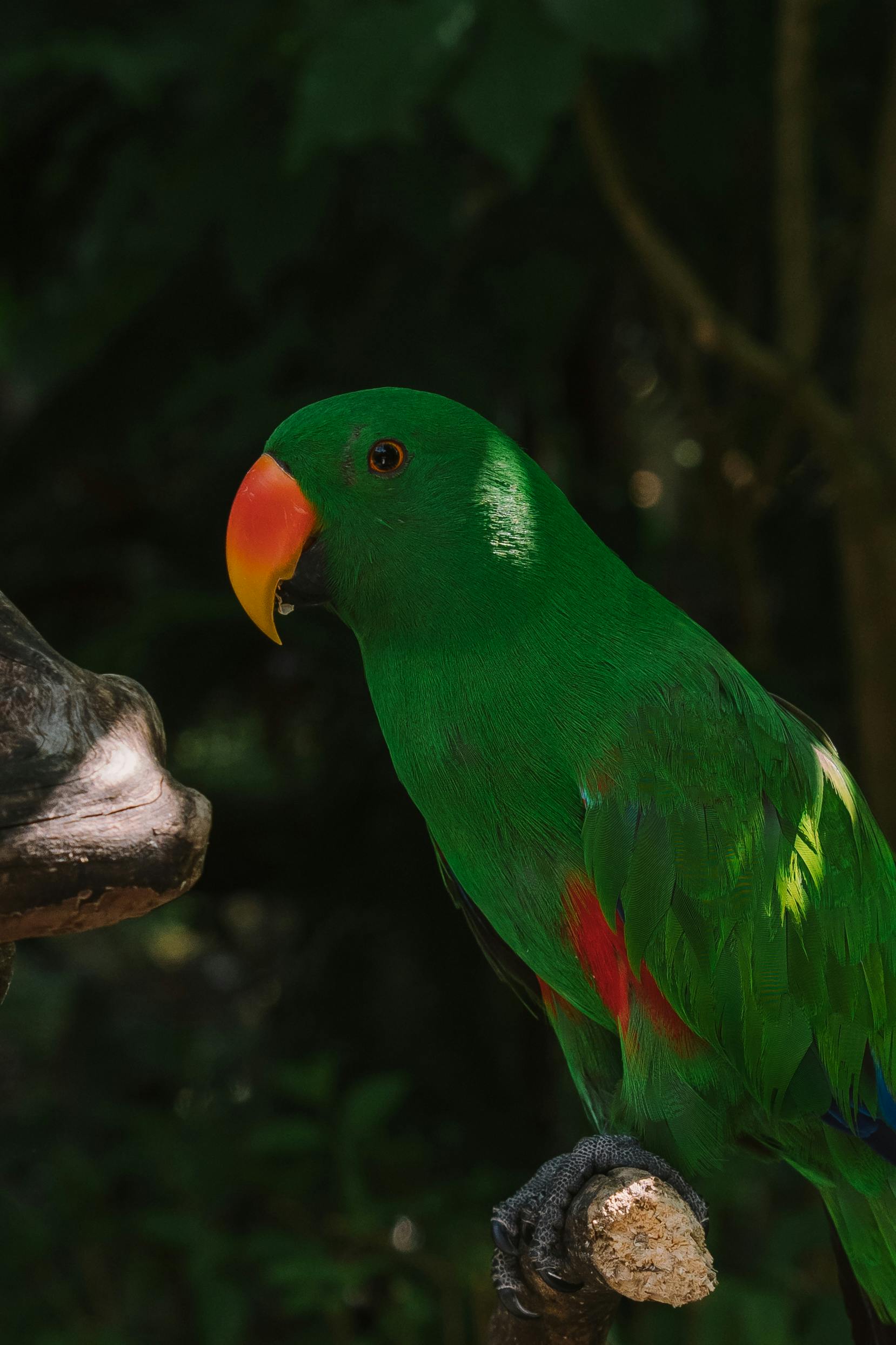 Green Quaker Parrot