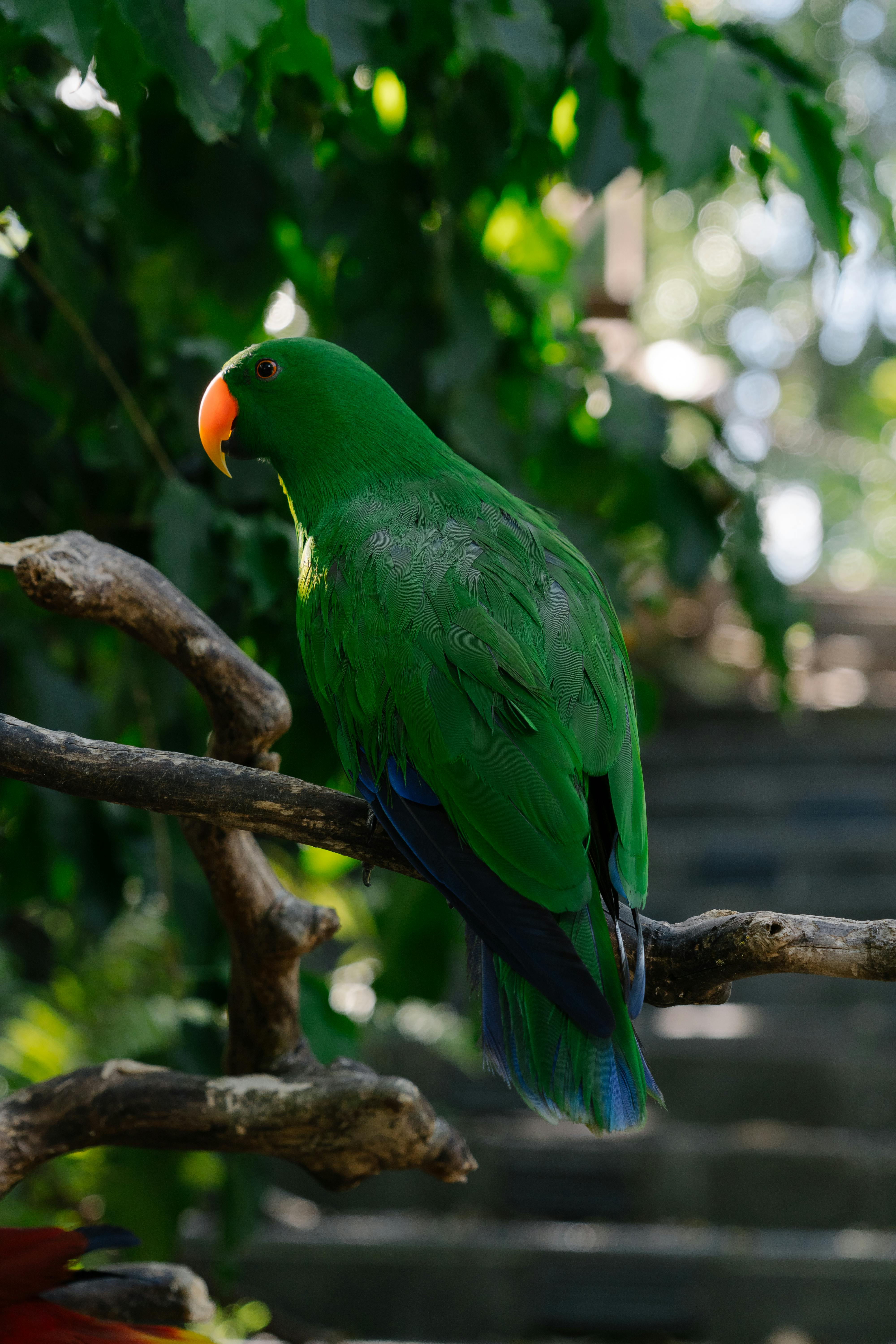 Green Quaker Parrot Feeding