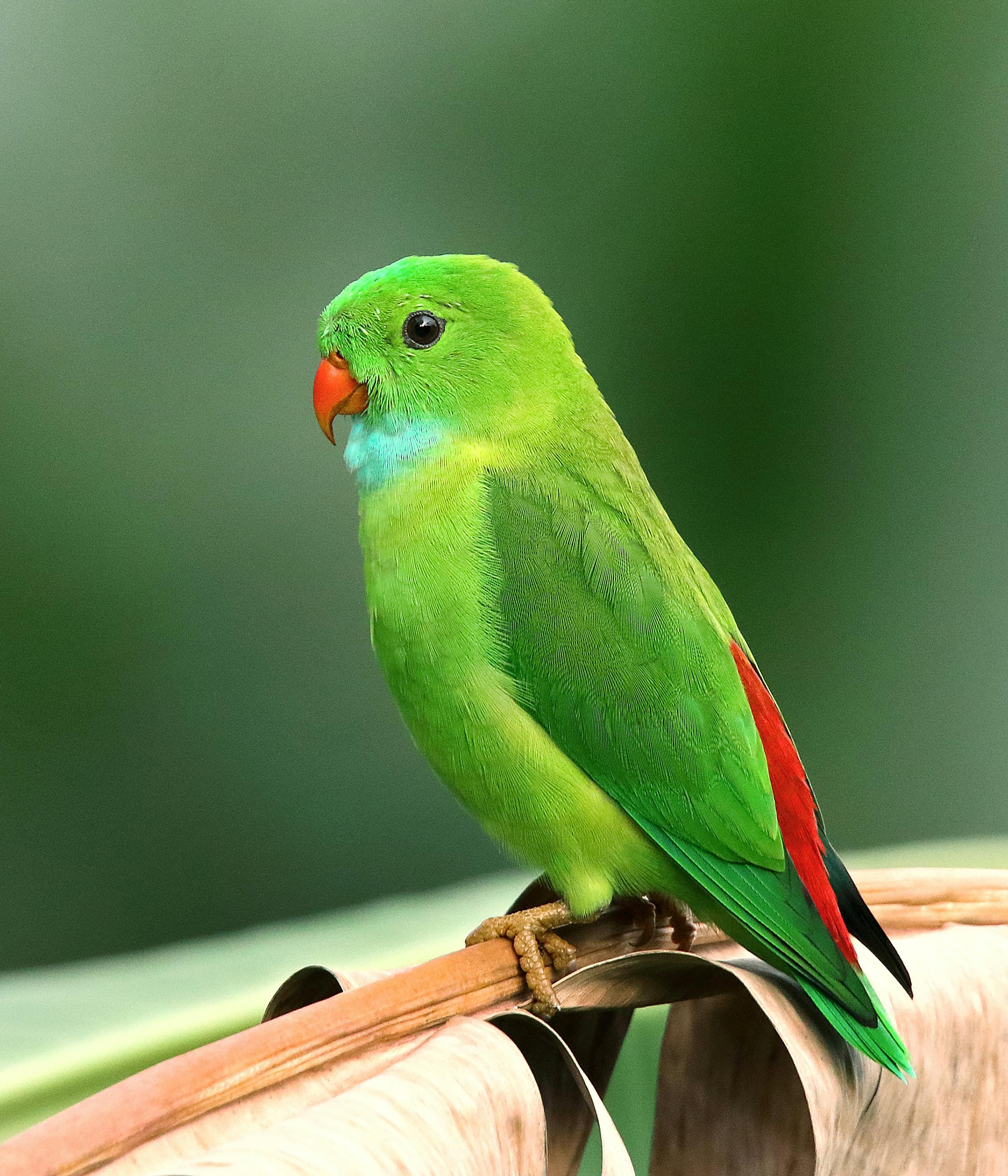 Monk Parakeet