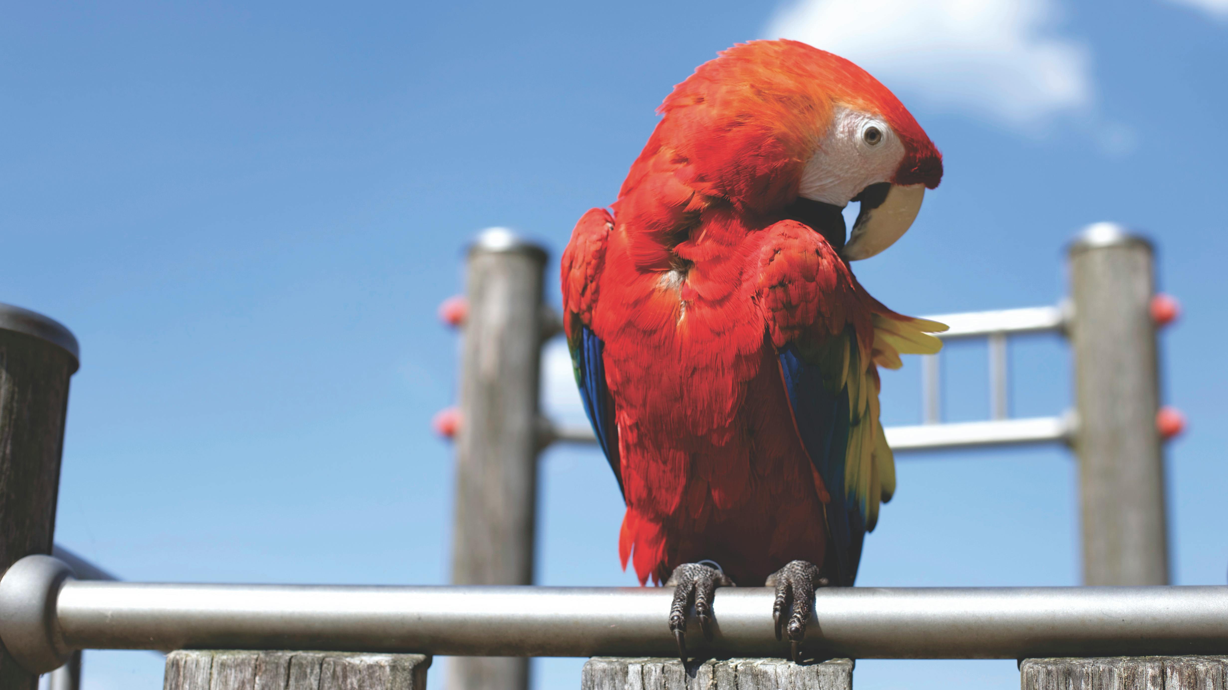 Red Crowned Parrot