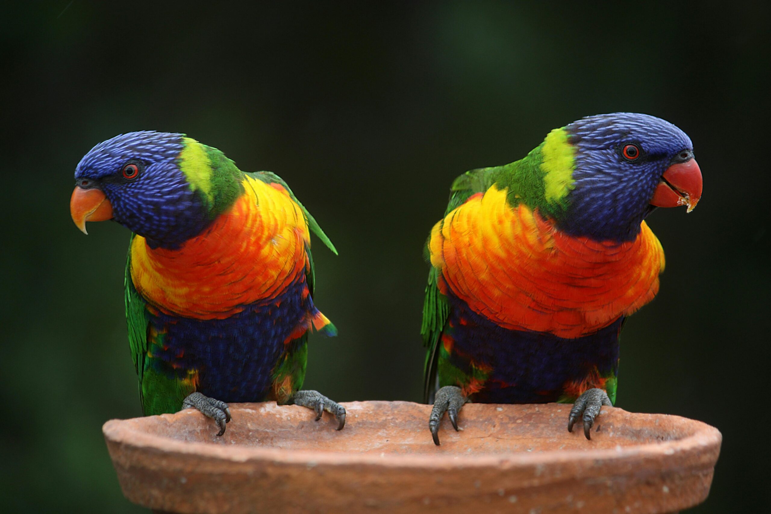 Comprehensive Guide to Cape Parrot Care: Modern Tips for Happy Birds in 2025