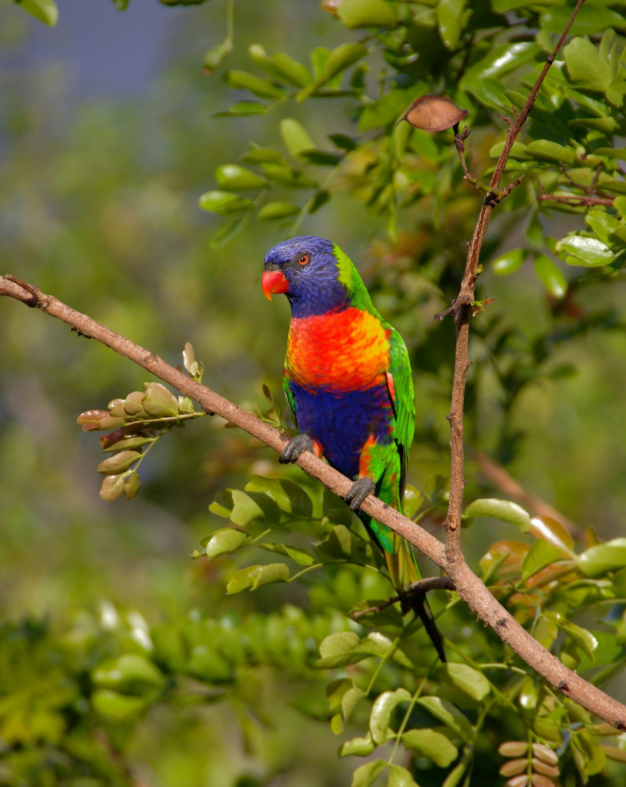 Colorful Cape Parrots