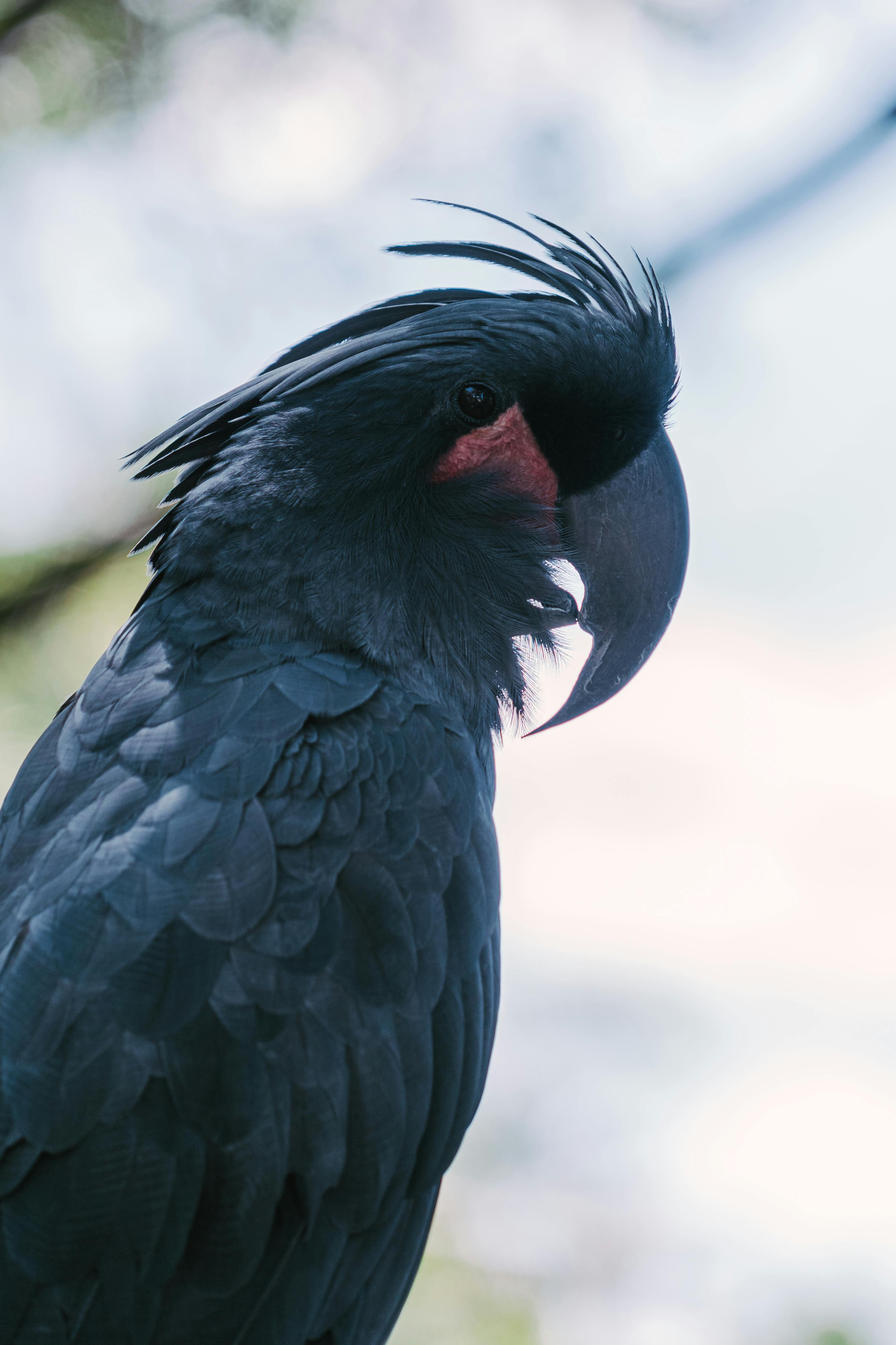 Stunning Paradise Parrot