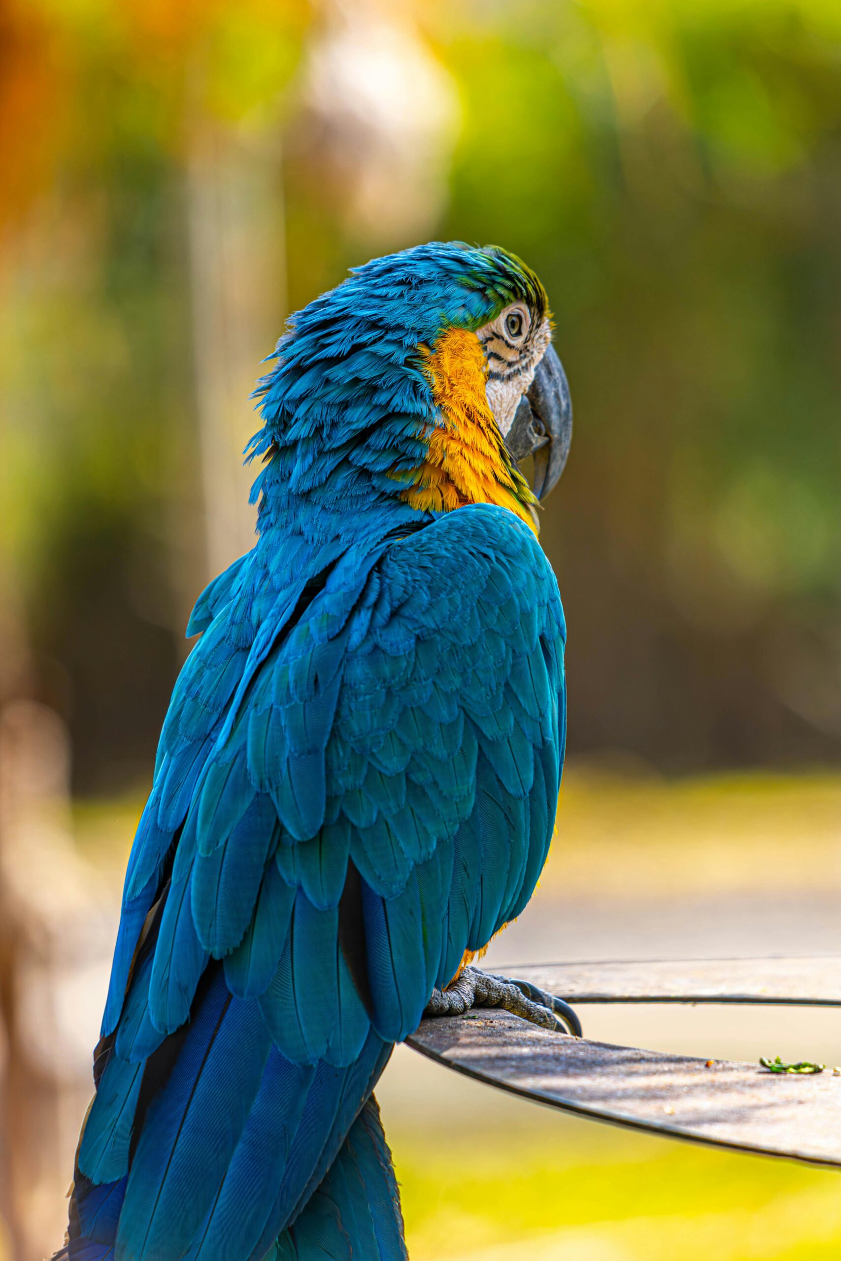 How to Enhance Care for Pesquet’s Parrot in 2025: Essential Tips and Tricks