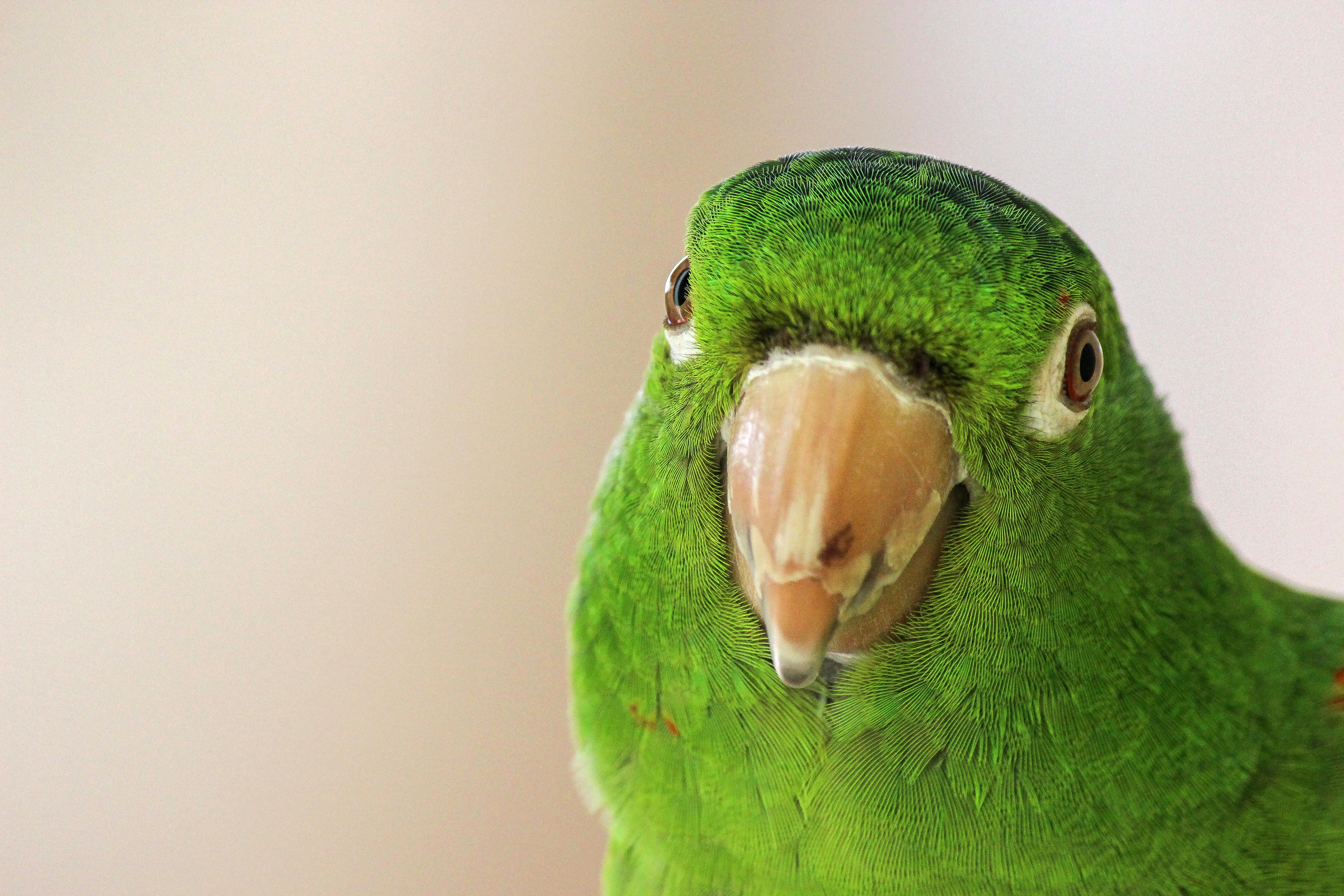 Colorful Parrots