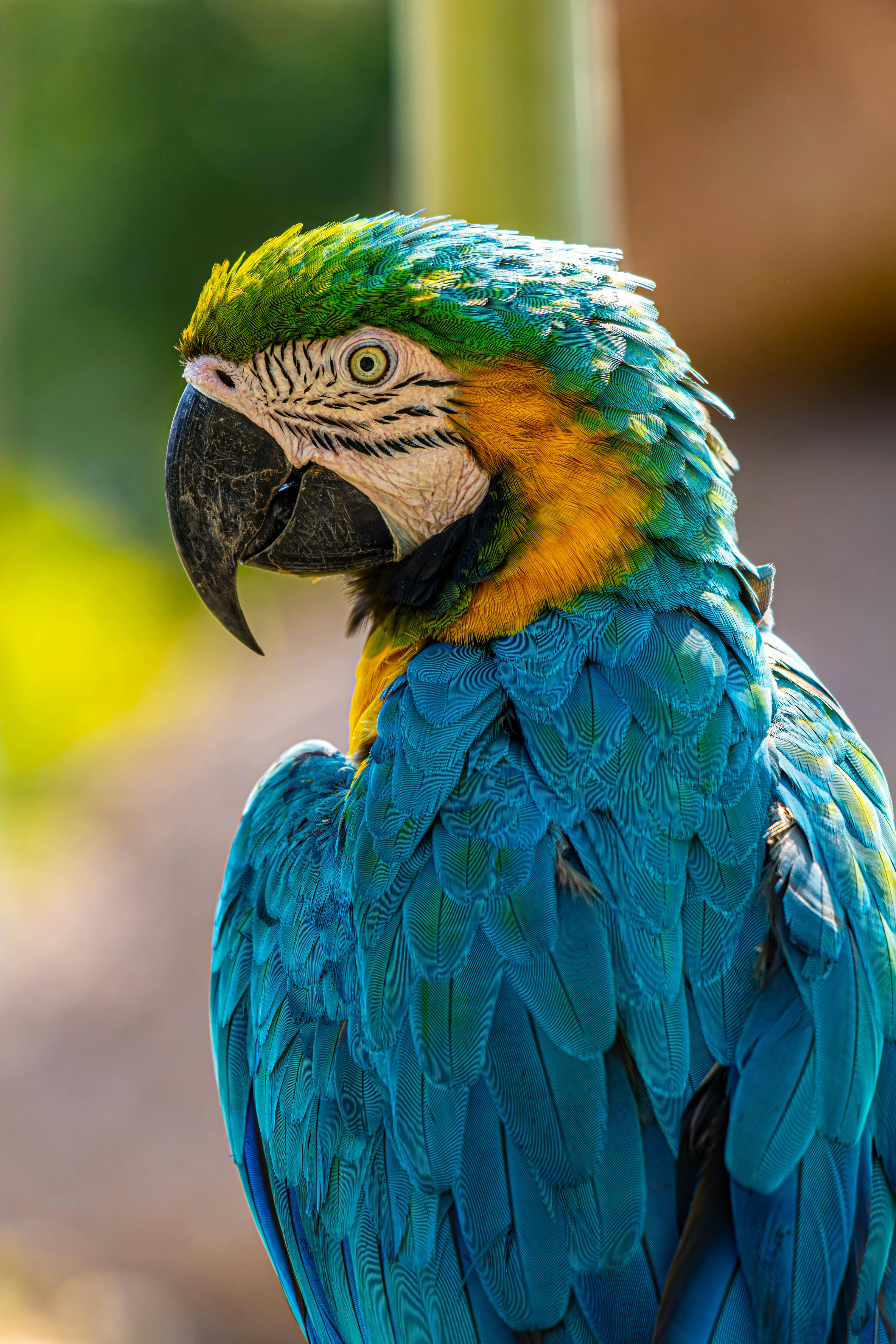 Puerto Rican Parrot in Habitat