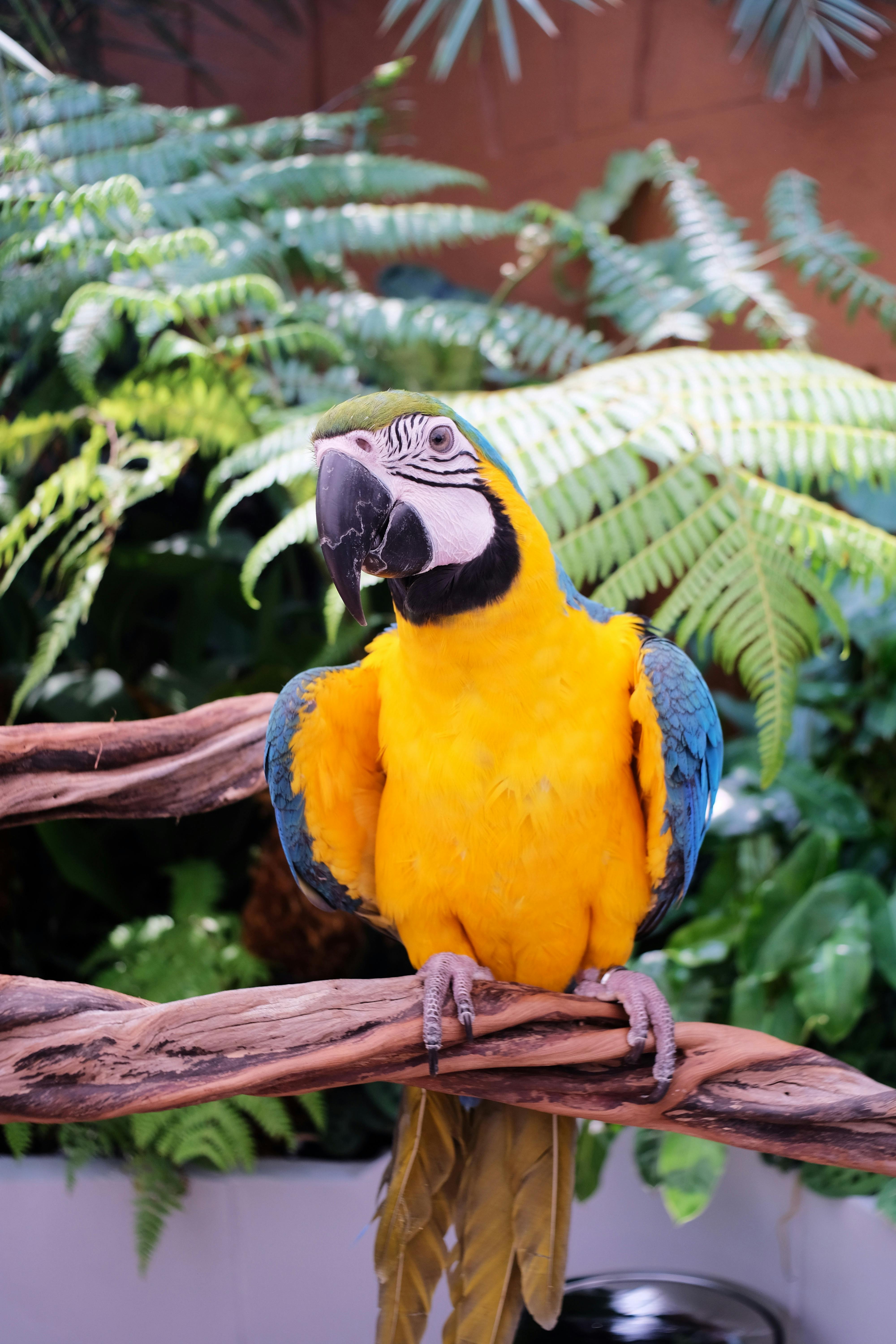 Yellow-Naped Amazon Parrot