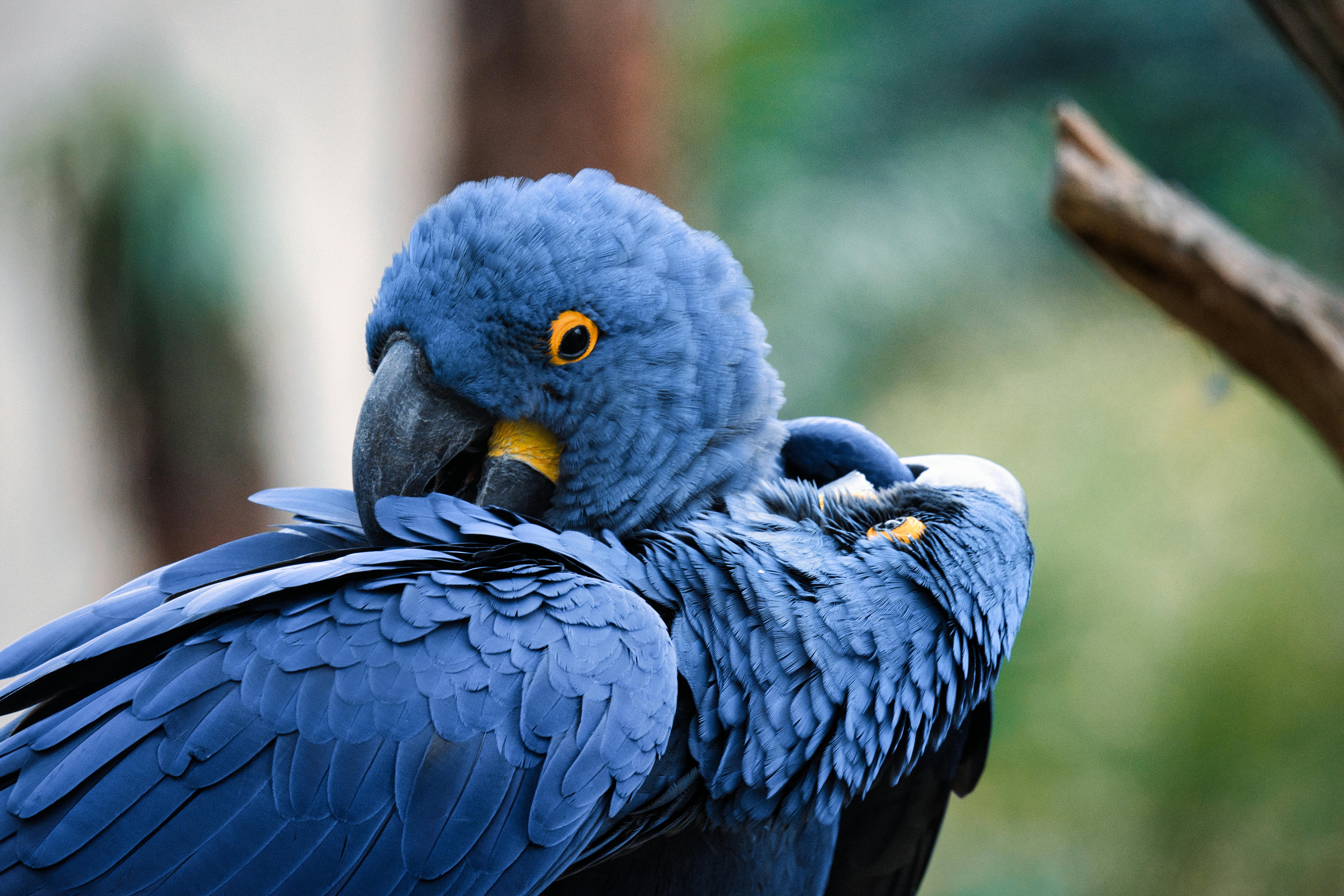 Yellow-Naped Amazon Parrot - Happy and Playful