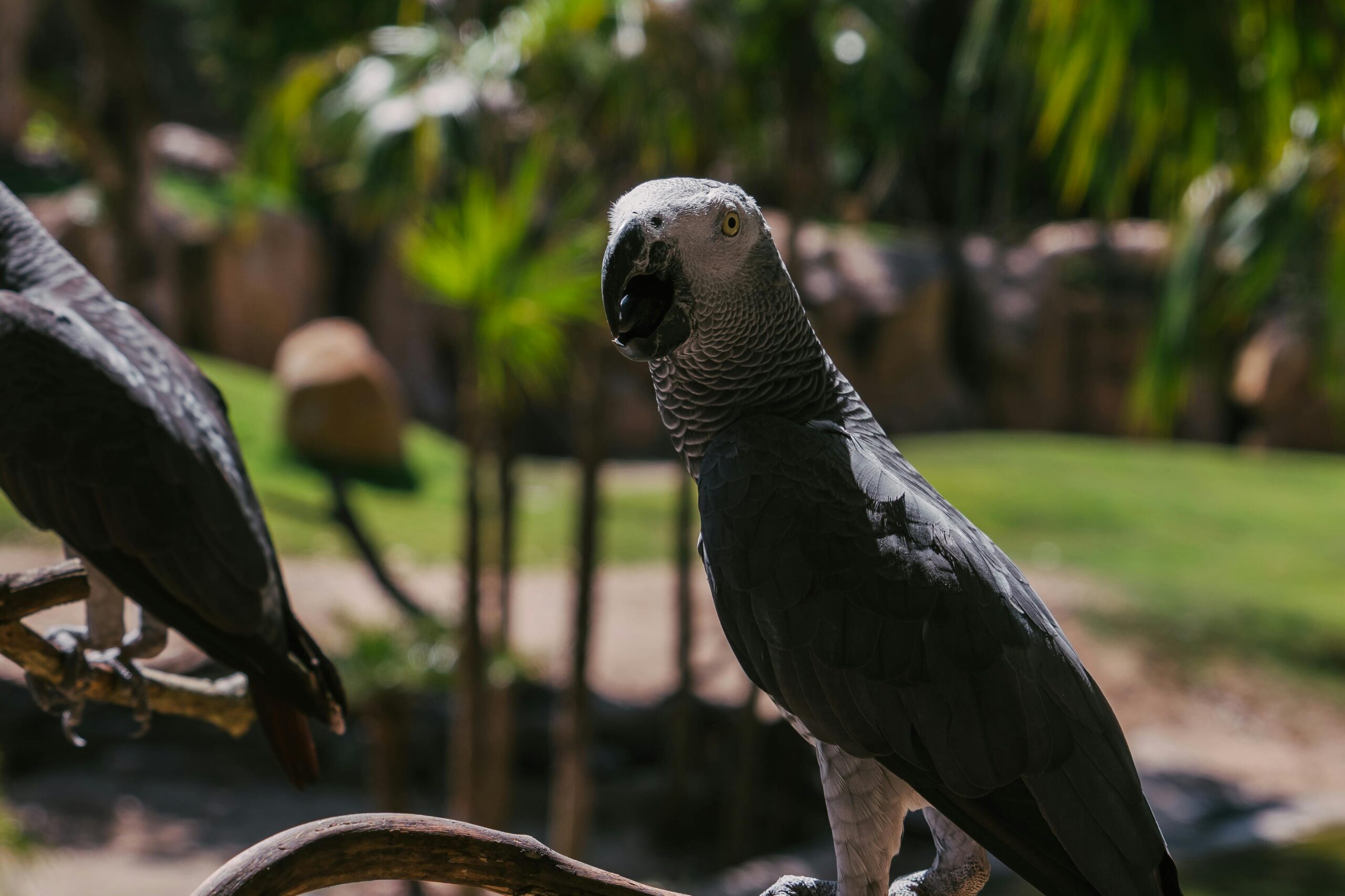 Top 5 Effective Solutions for Training Your Gray African Parrot in 2025