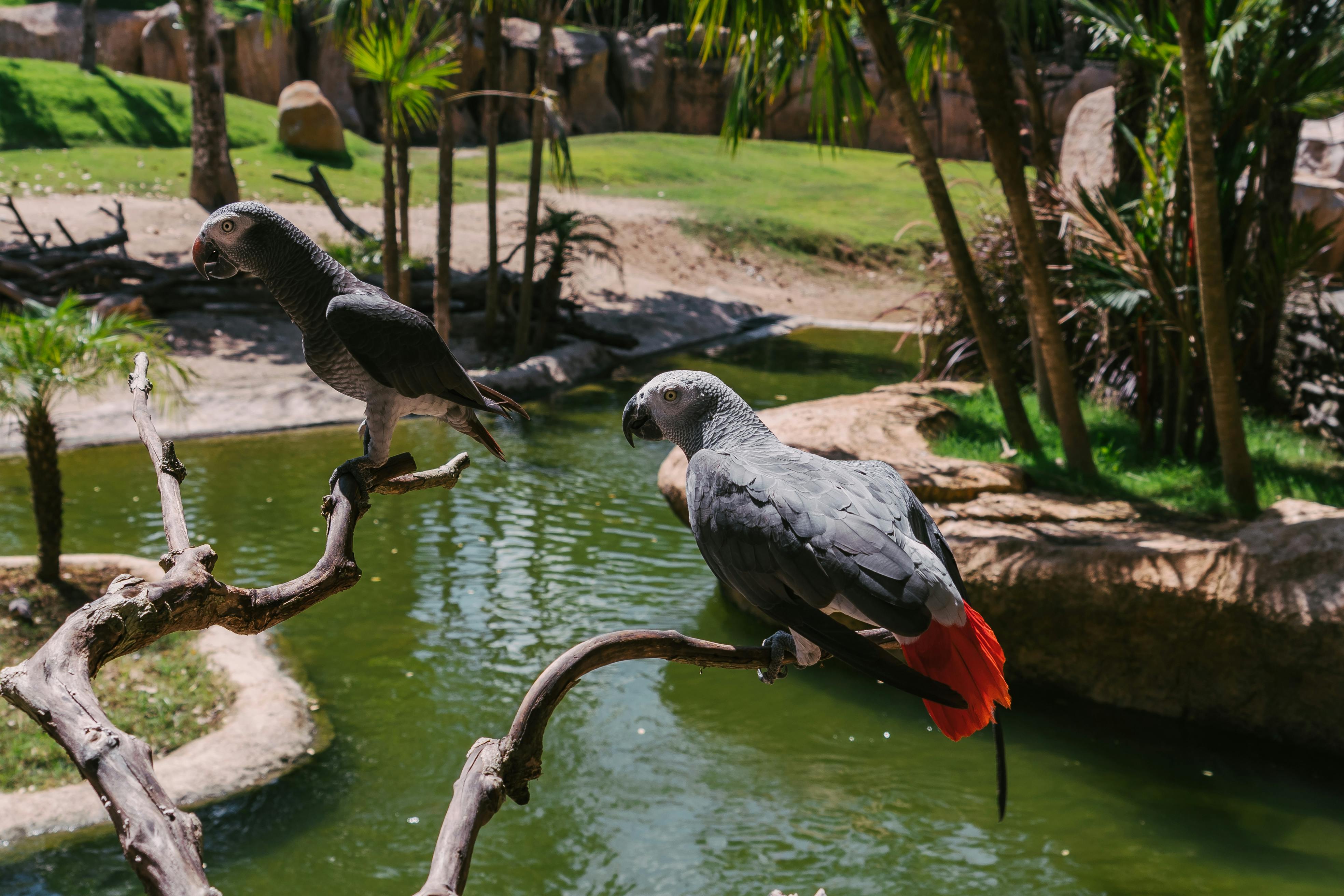 Gray African Parrot