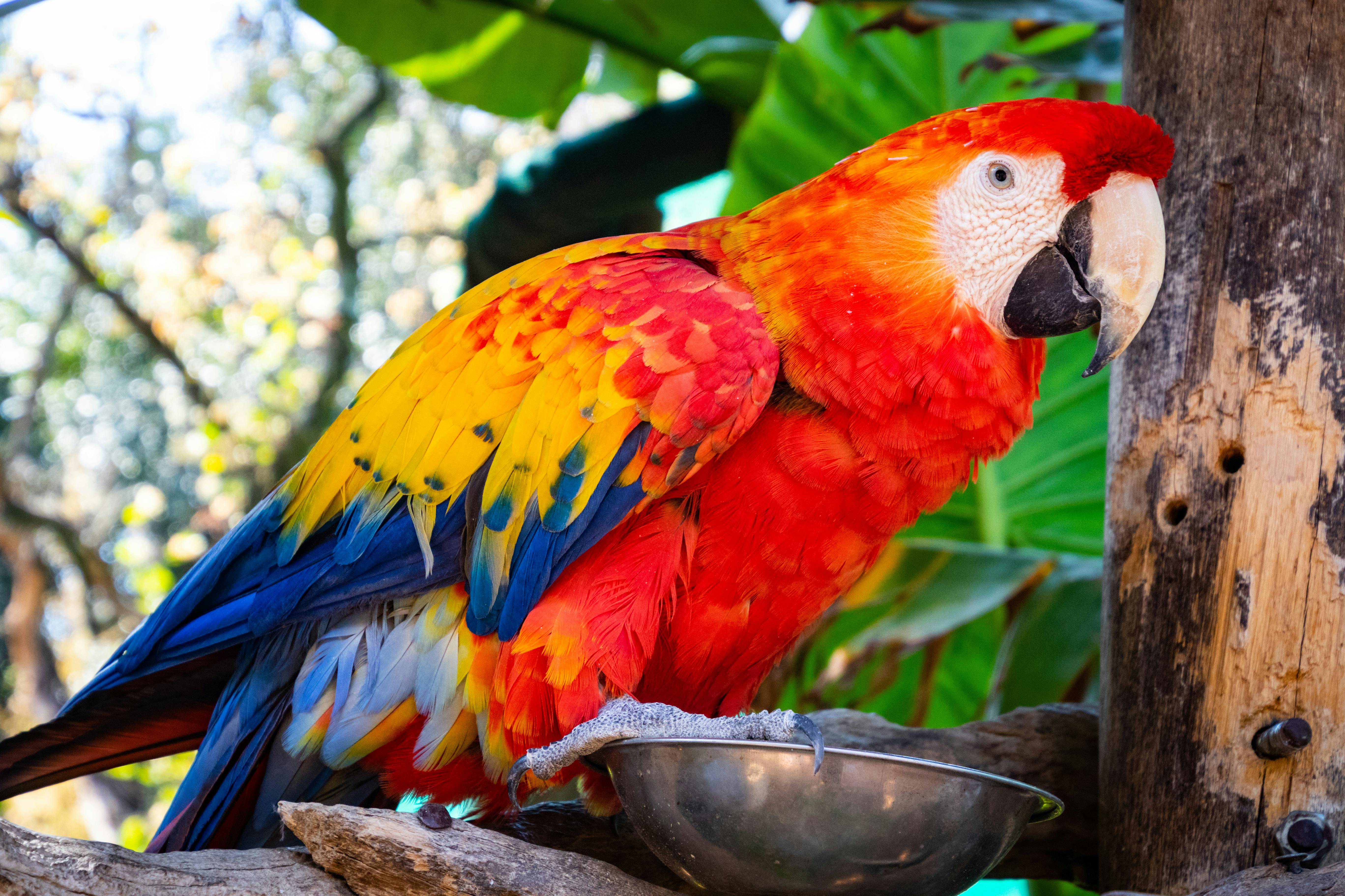 Colorful Parrots