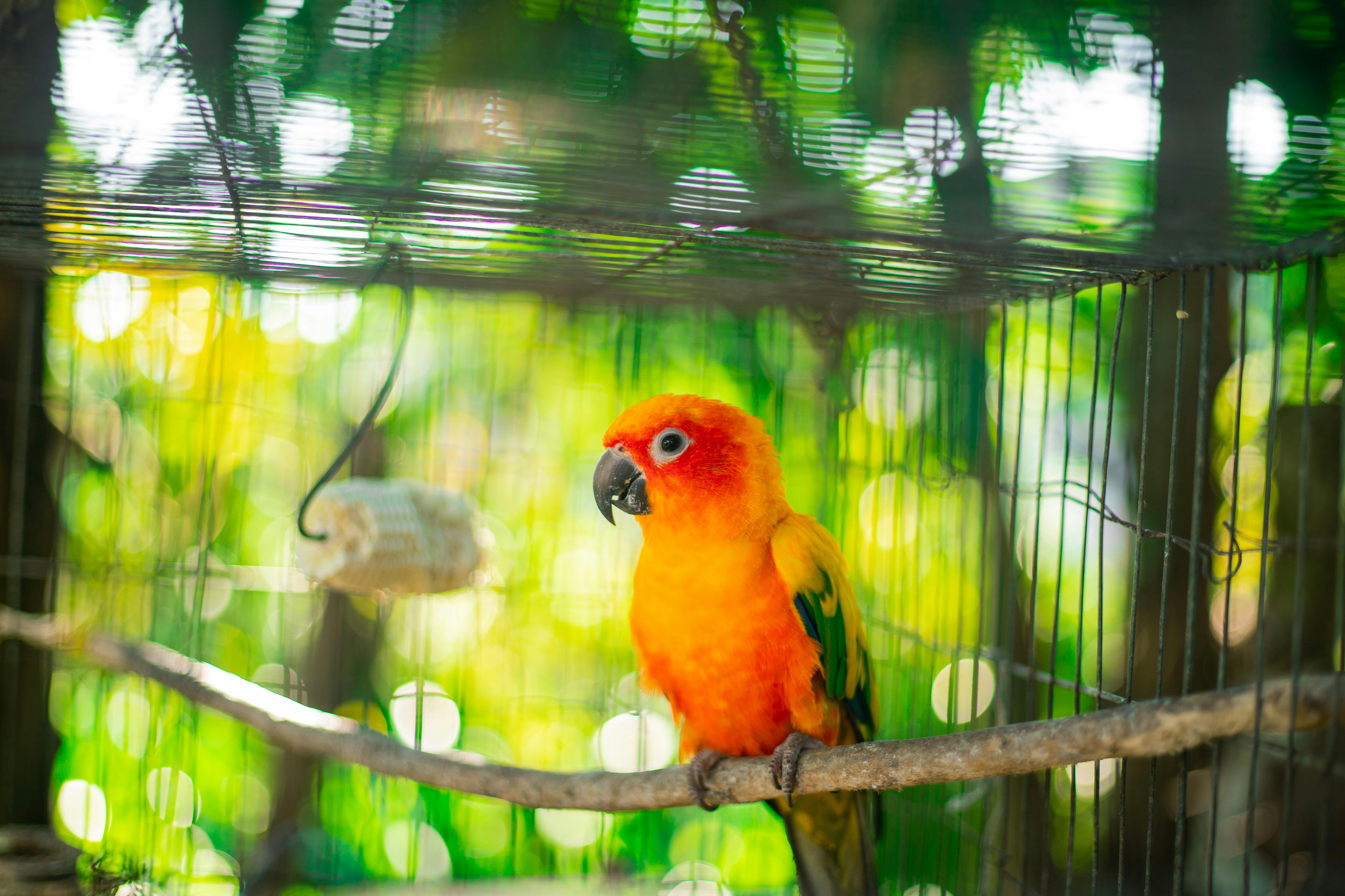 Blue-and-yellow Macaw