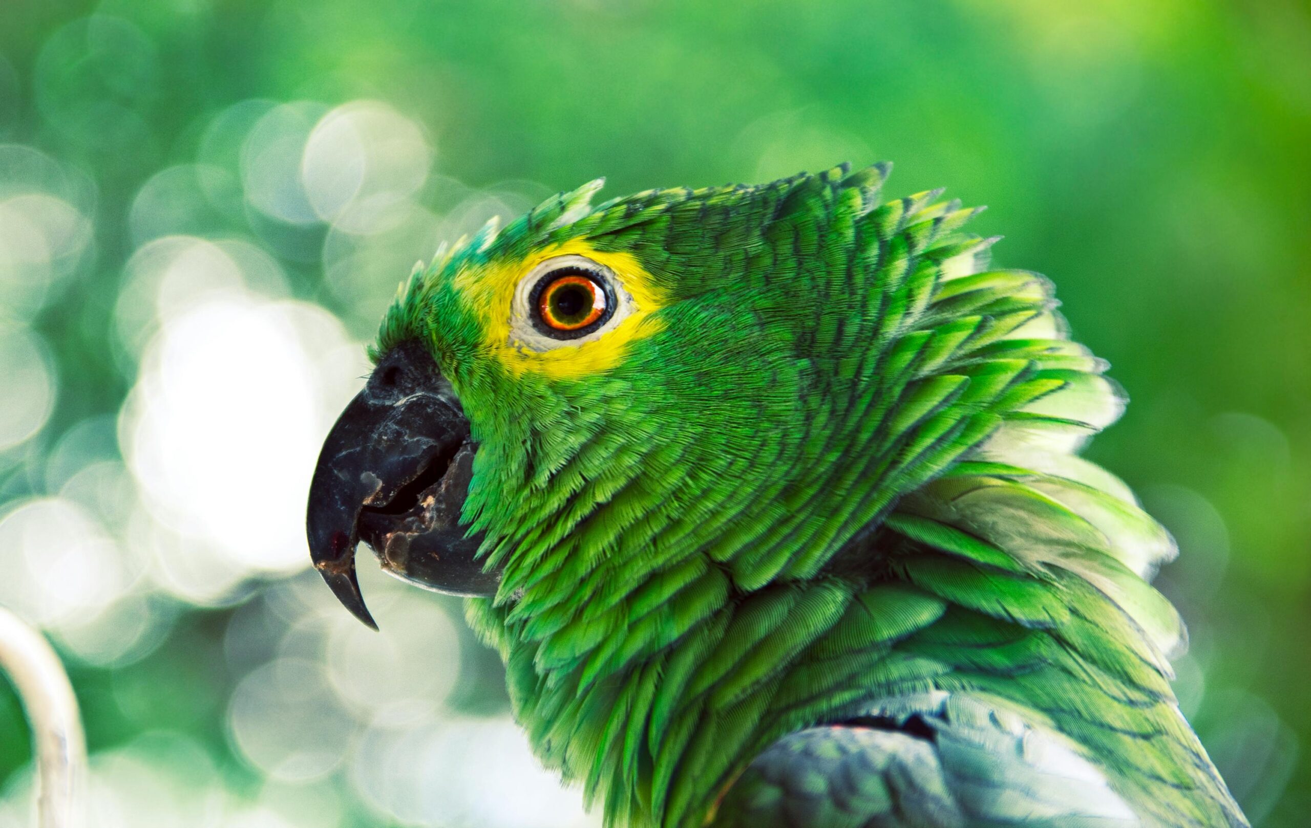 Effective Ways to Enhance Your Parrot Heads Experience in 2025: Discover Tips and Tricks!