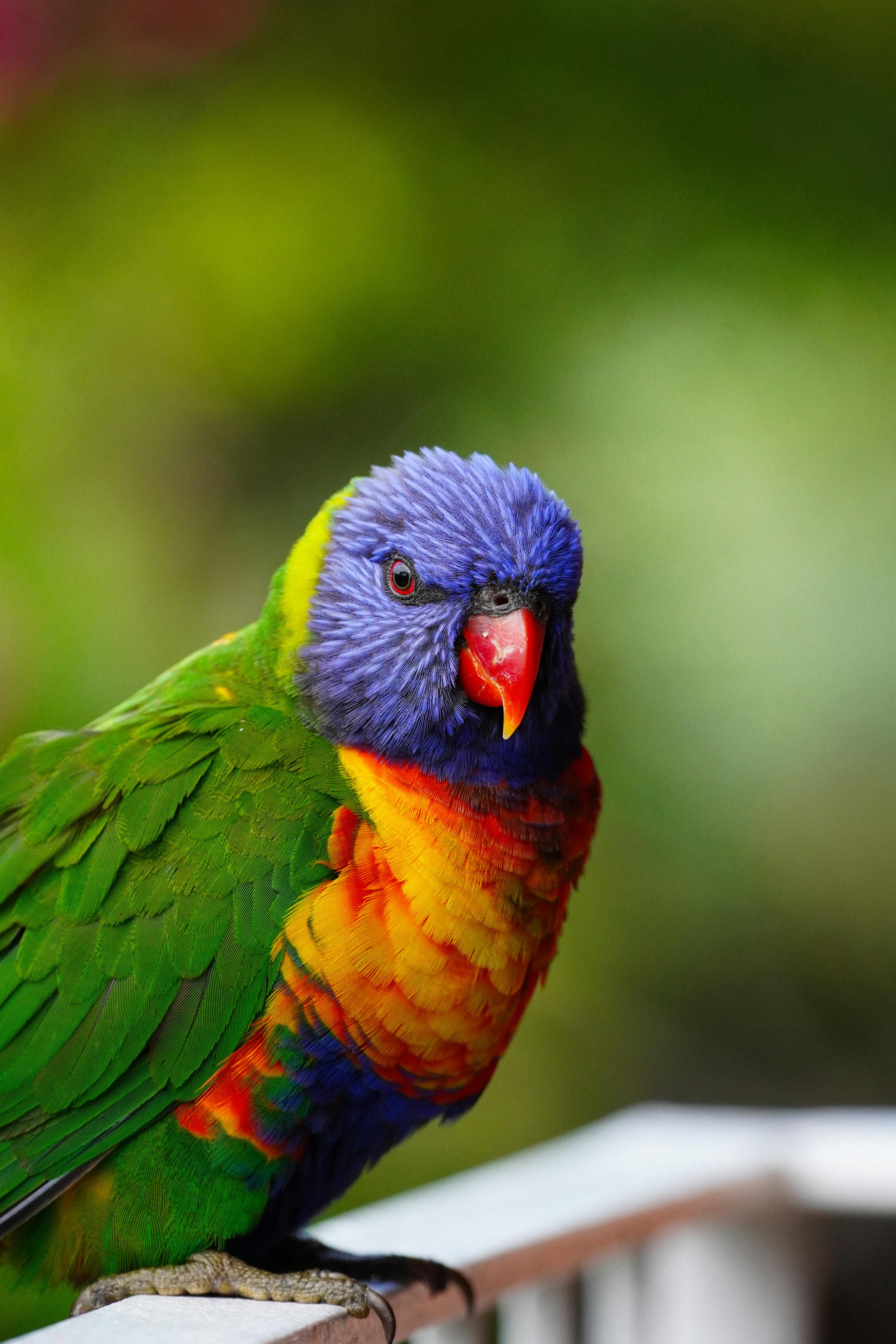 Parrot Head Parties