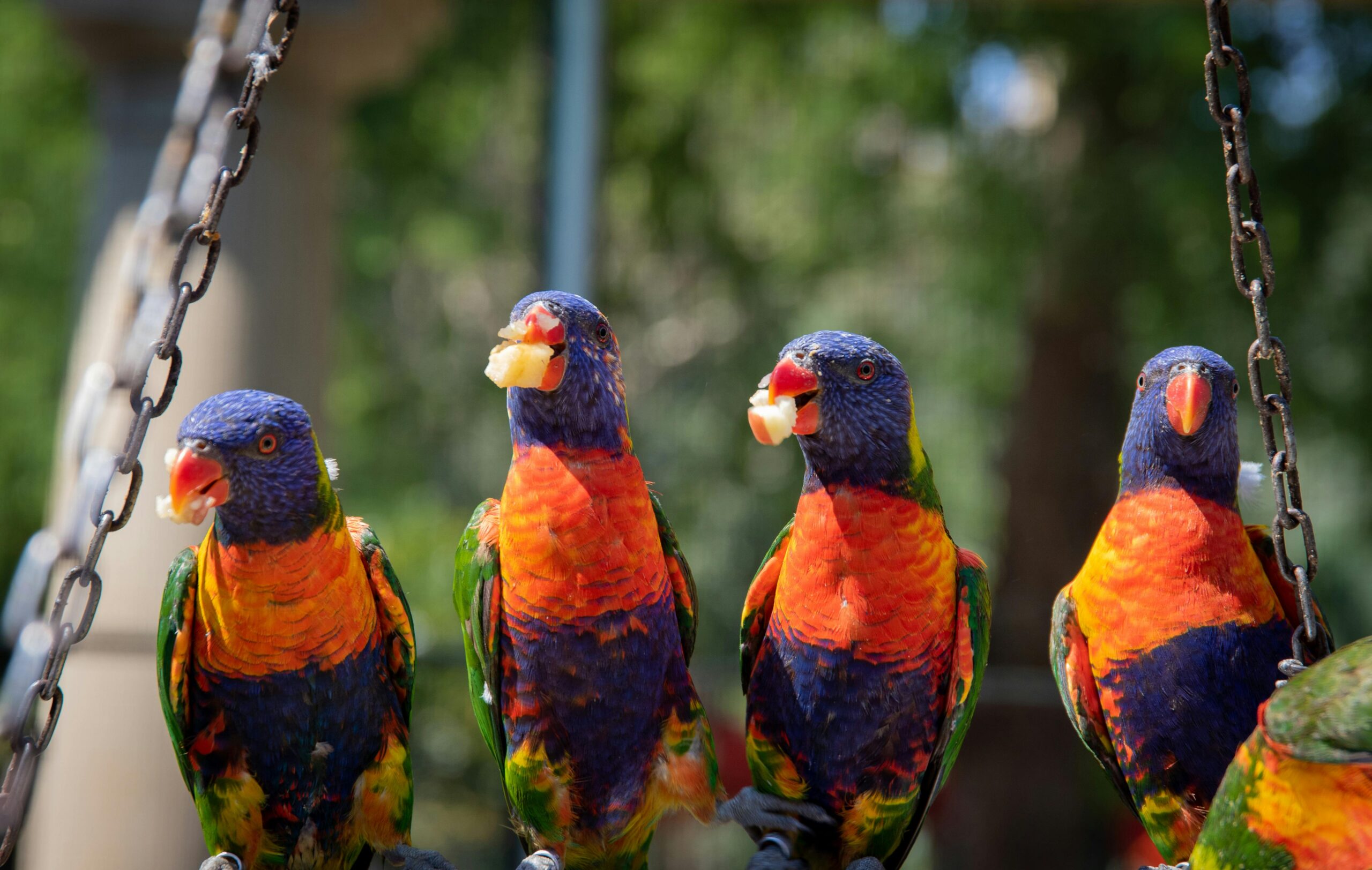 Effective Ways to Care for Parrot Birds in 2025: Discover The Best Practices