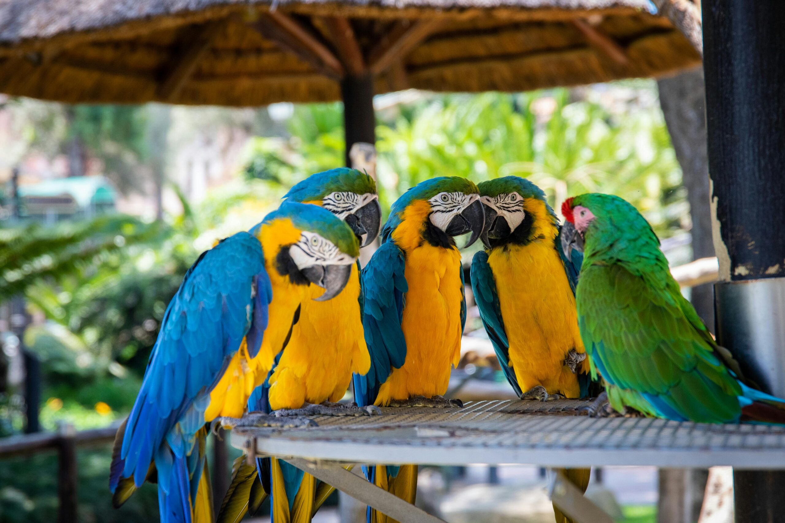 Smart Ways to Optimize Parrot Adoption Near You in 2025: Find Your Perfect Match!