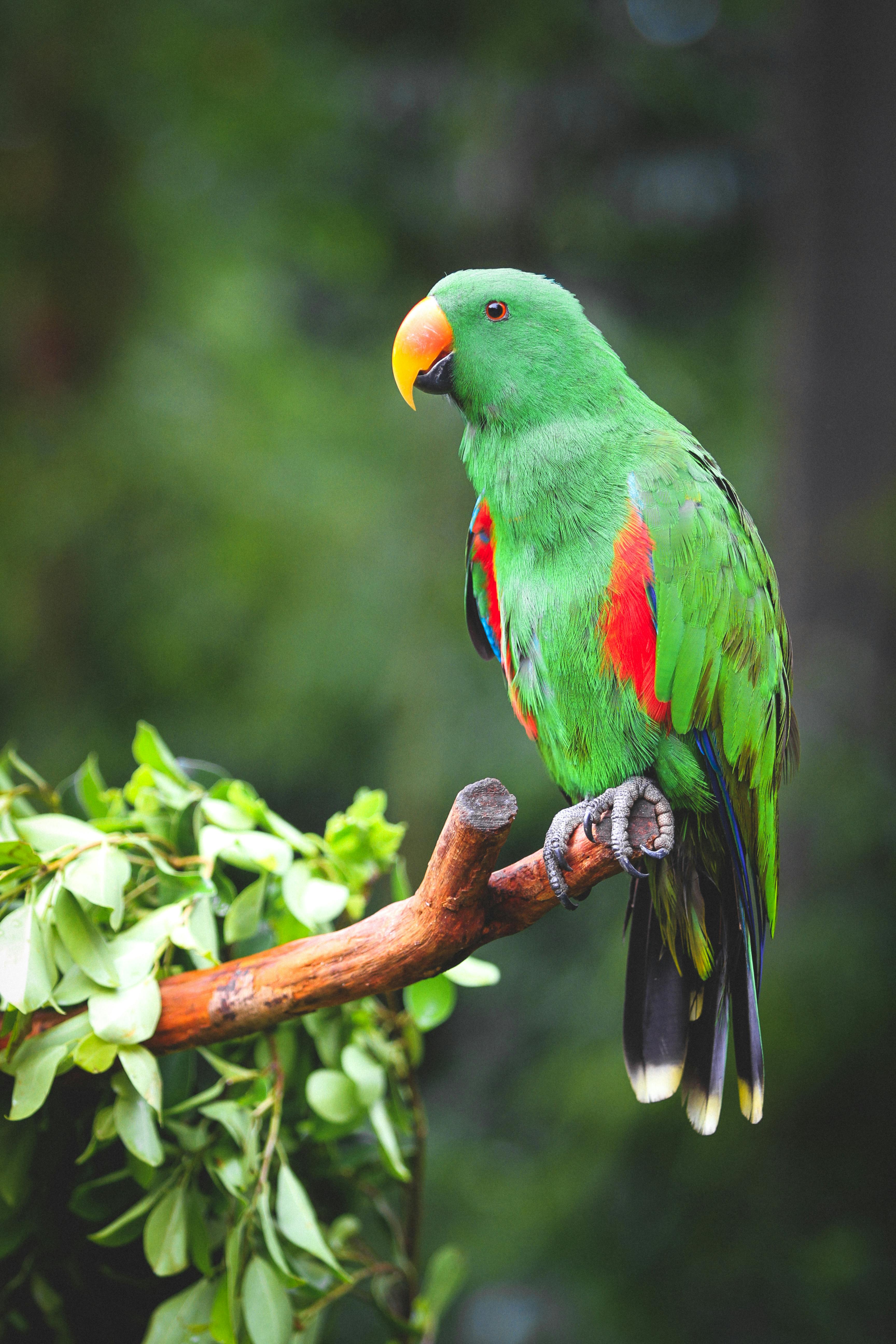 Indian Parrot