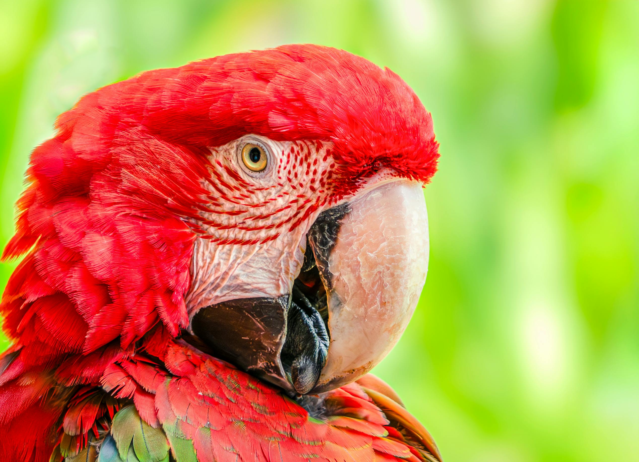 Colorful Indian Parrots