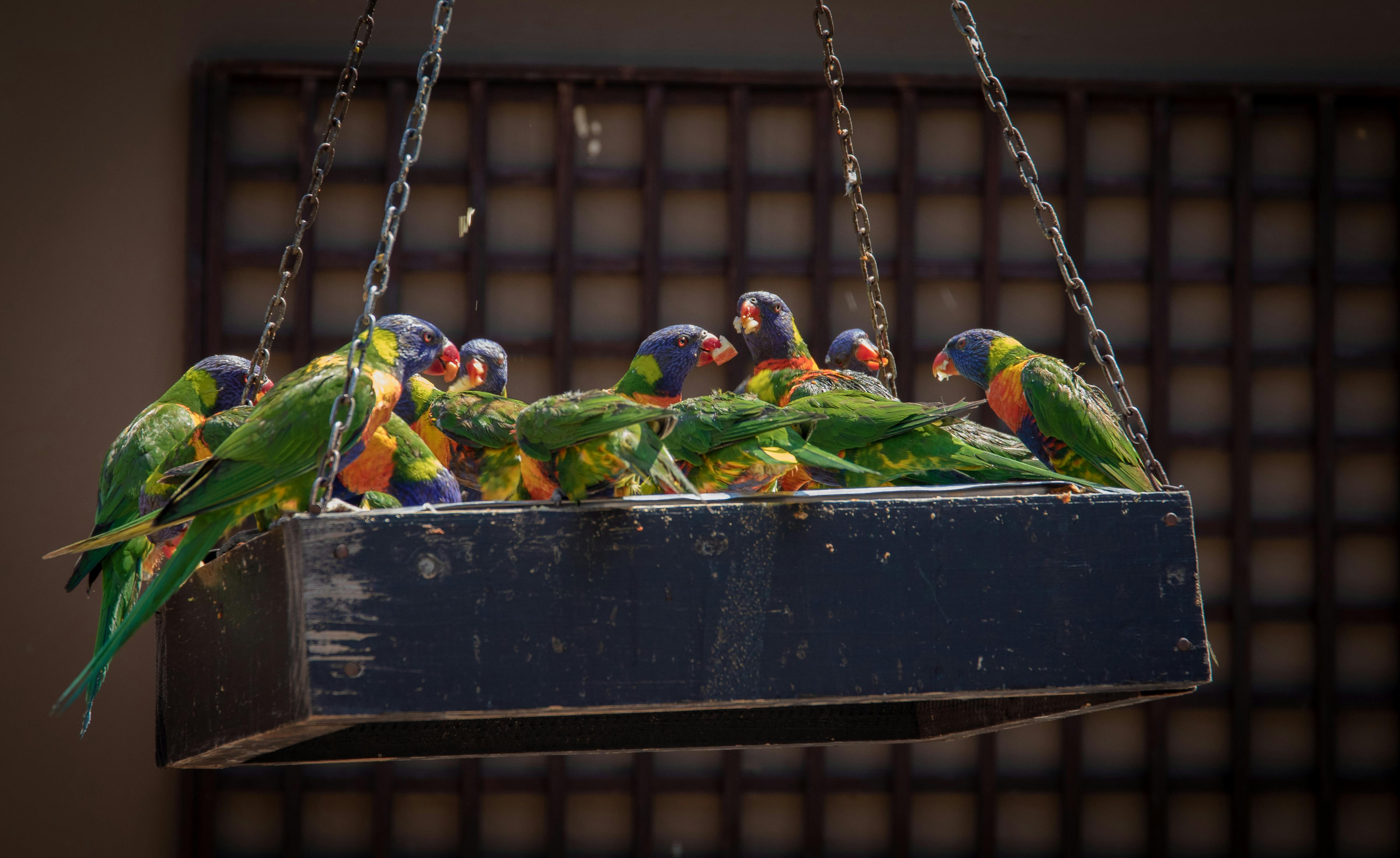 Eclectus Parrot Lifespan