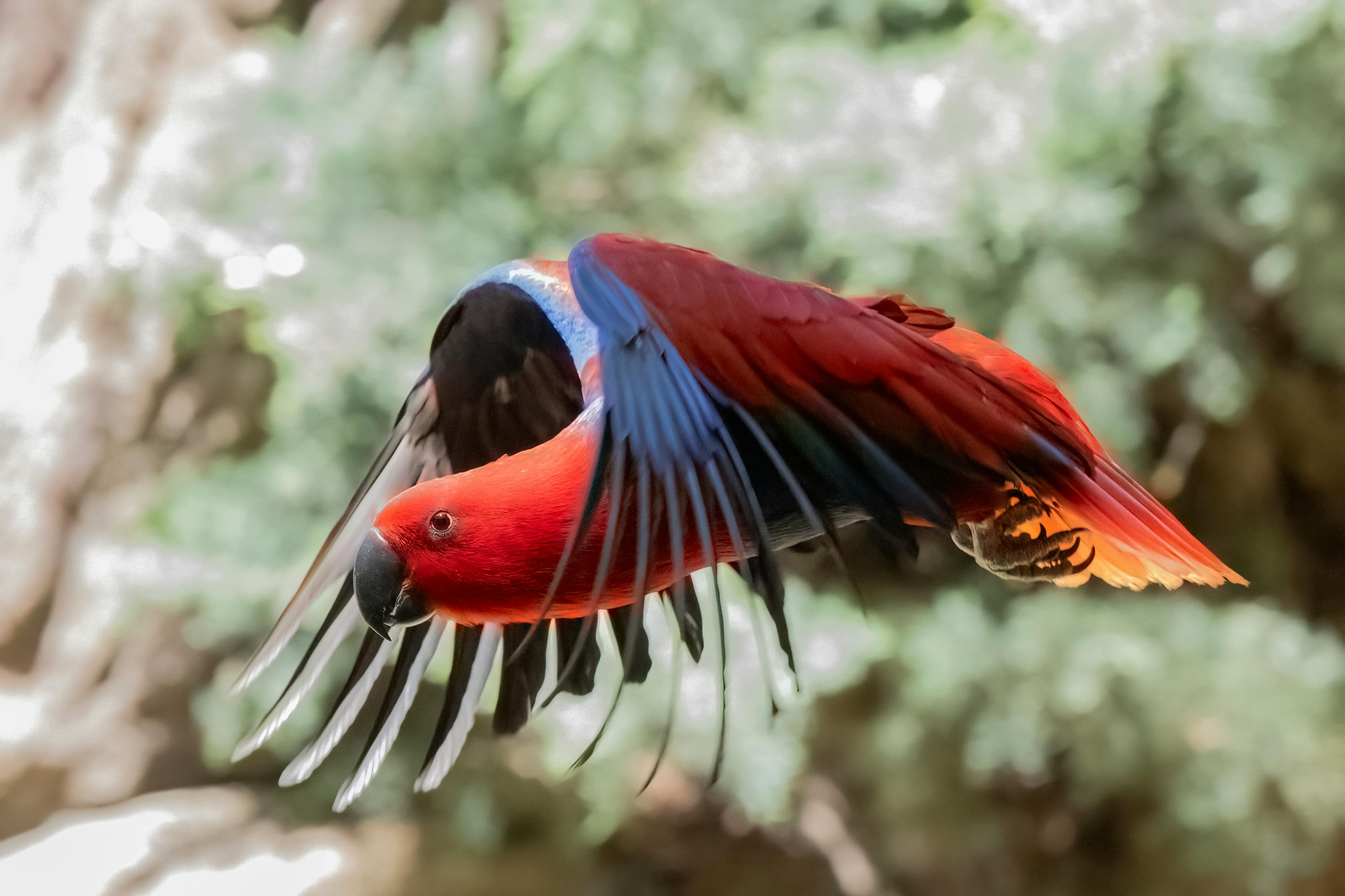 Eclectus Parrot Habitat