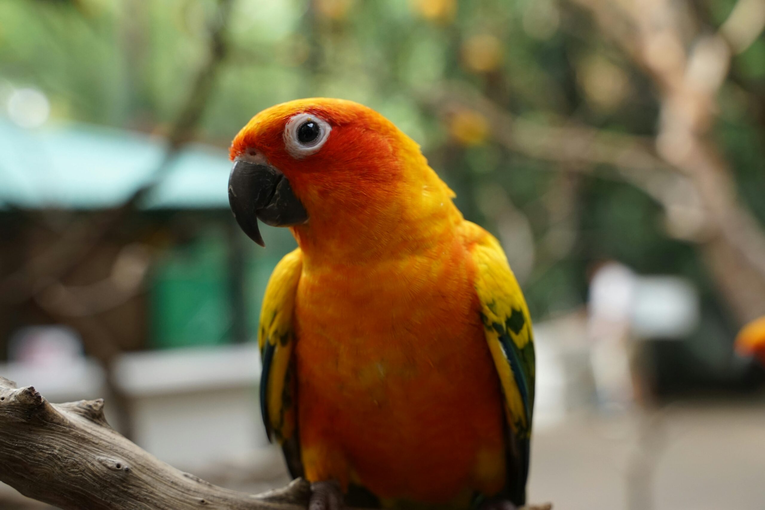 Best 5 Options for Training Your Sun Conure Parrot in 2025: Enhance Communication Skills