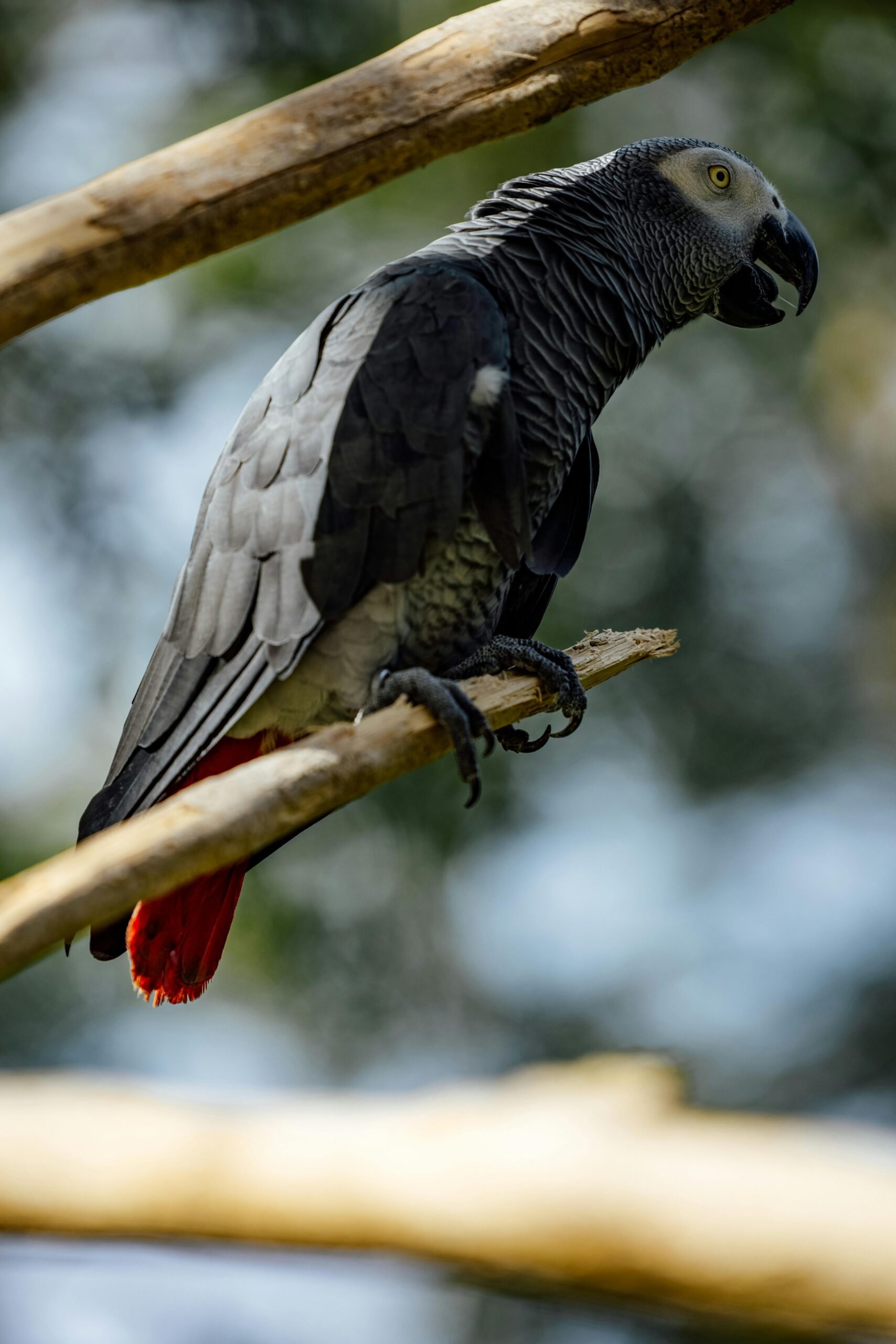 Effective Ways to Care for Your African Grey Parrot in 2025: Discover Proven Tips to Enhance Their Well-Being